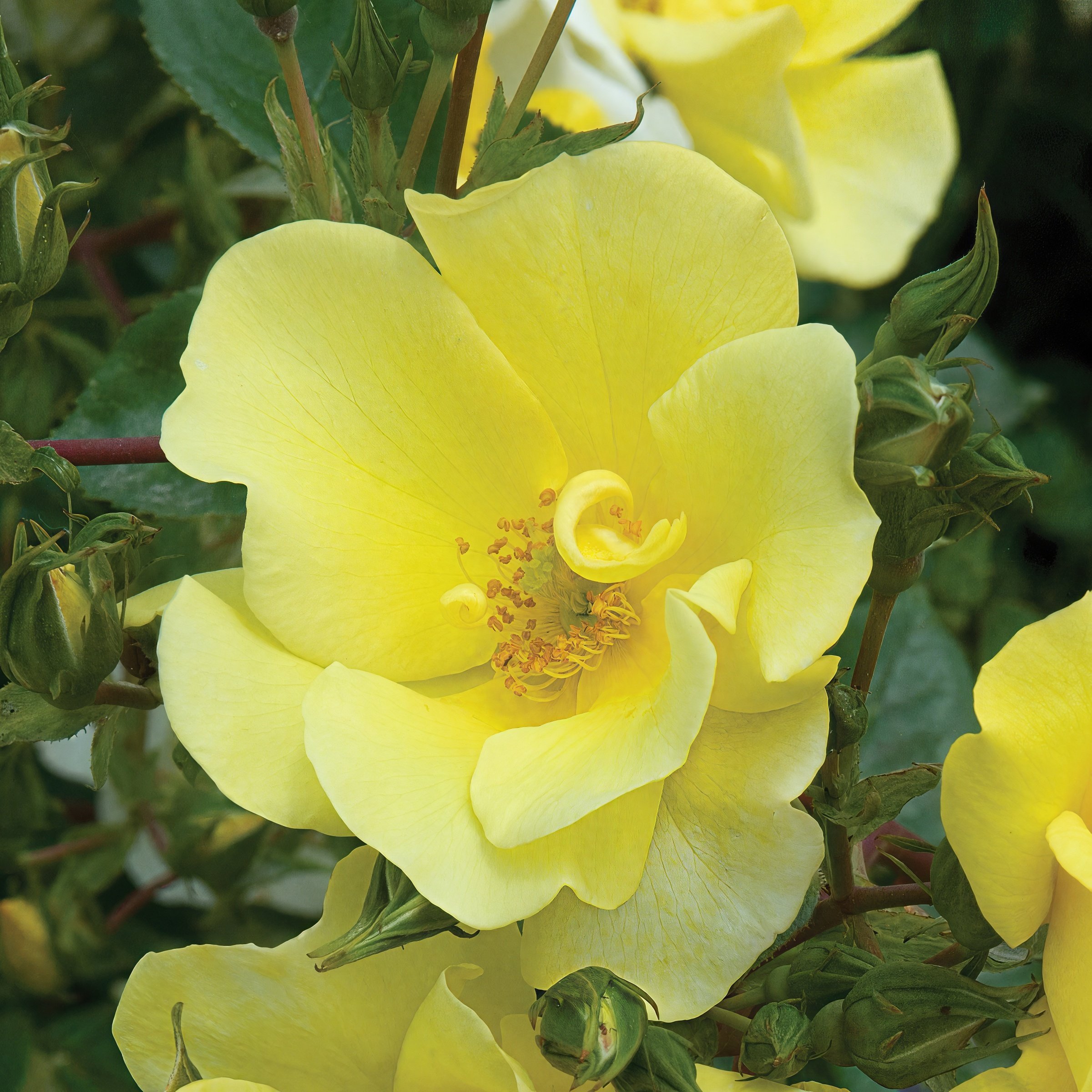 National Plant Network LW2572 Yellow Limoncello 2 -Pack 2 -Pack in Bare root