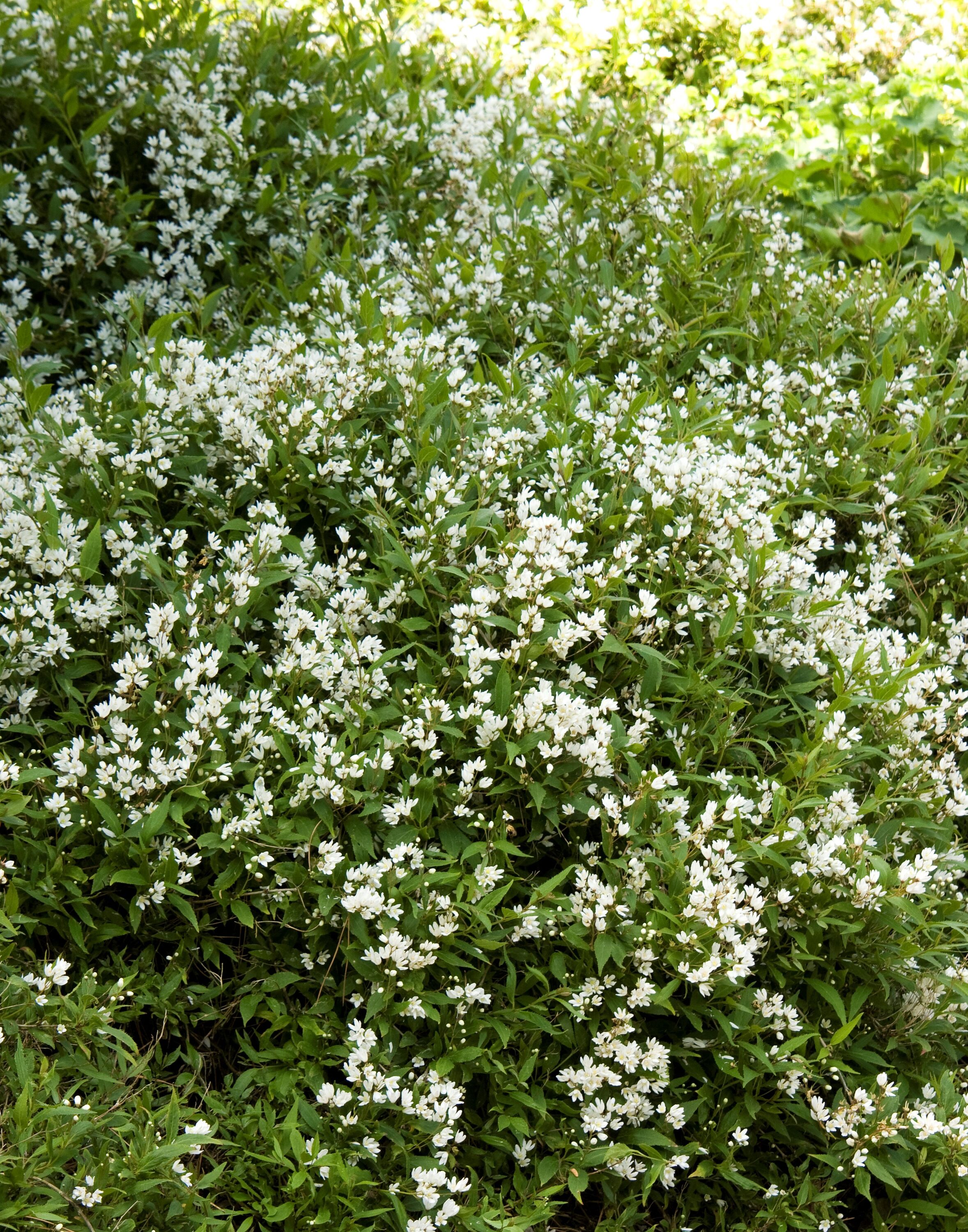 Monrovia KT10603157000100000 shrubs - View #2