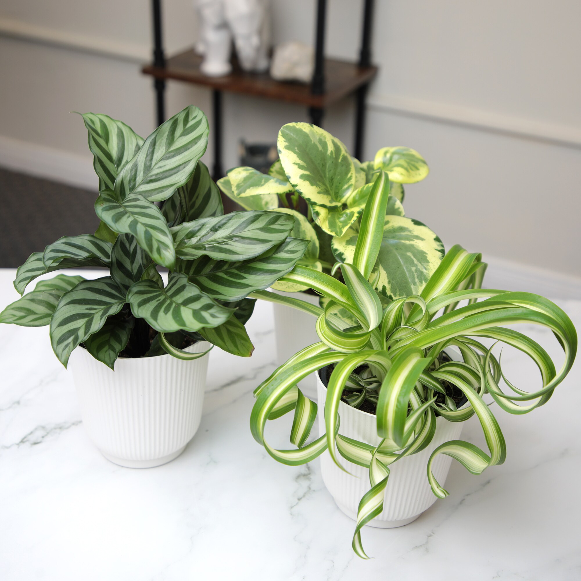 Altman Plants 0873469 hseplants - View #4