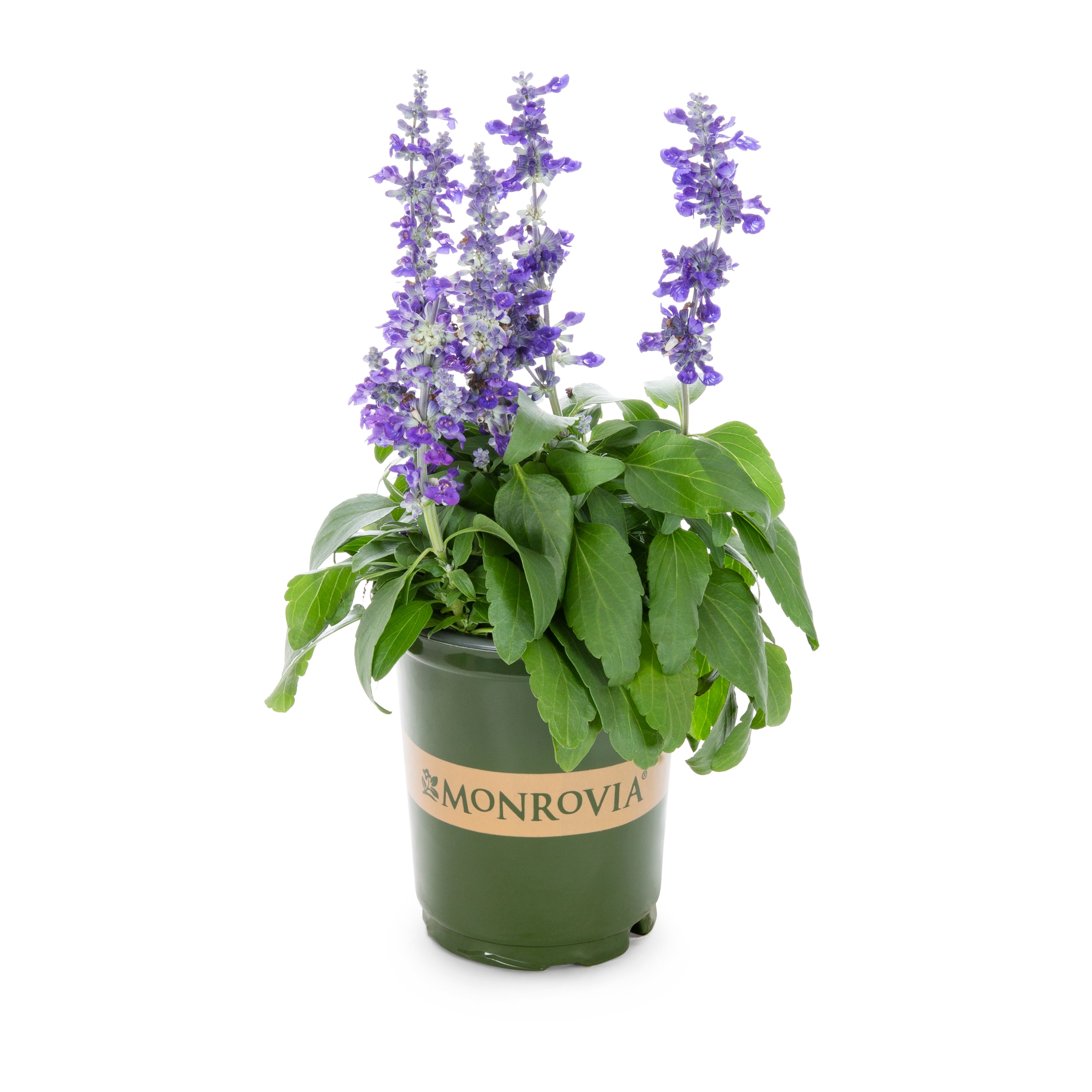 Cathedral Deep Blue Salvia Plants, Bulbs & Seeds at Lowes.com