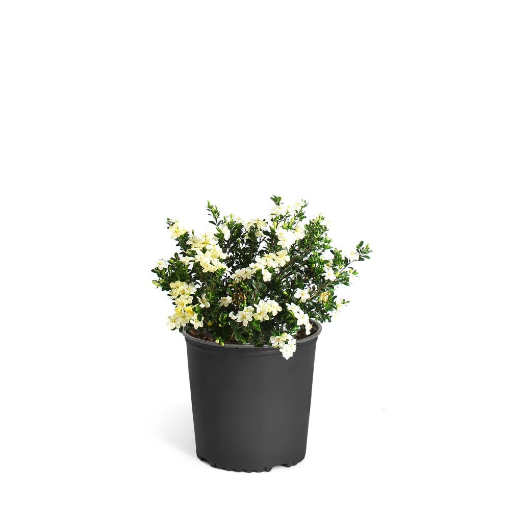 Brighter Blooms 20 Gallon White Radicans Gardenia Flowering Shrub in Pot