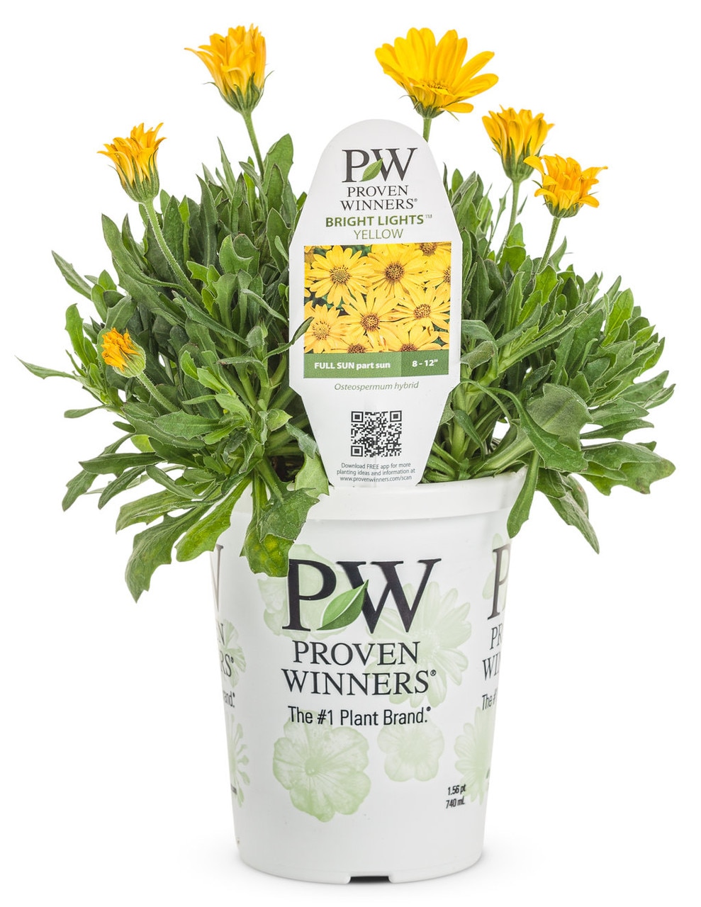Proven Winners 5742706 Yellow African Daisy in 2 Quart(s) Pot 1 -Pack