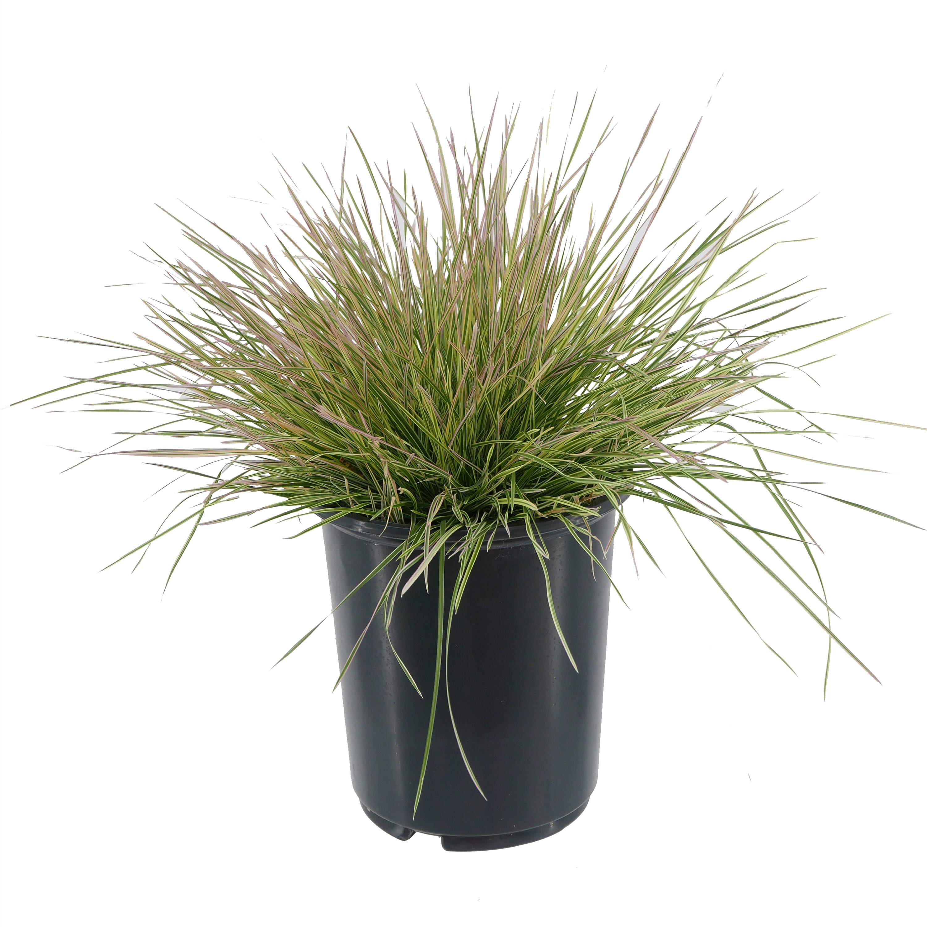  1456 Deschampsia Grass Plant in -Quart Pot 1.0 -Pack
