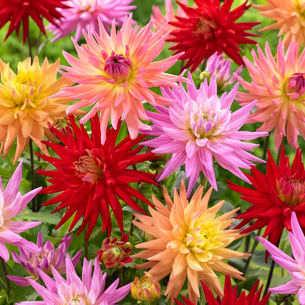 Van Zyverden 830891 Multicolor Dahlia Karma Corona Mixture Bulbs 7.0 Count
