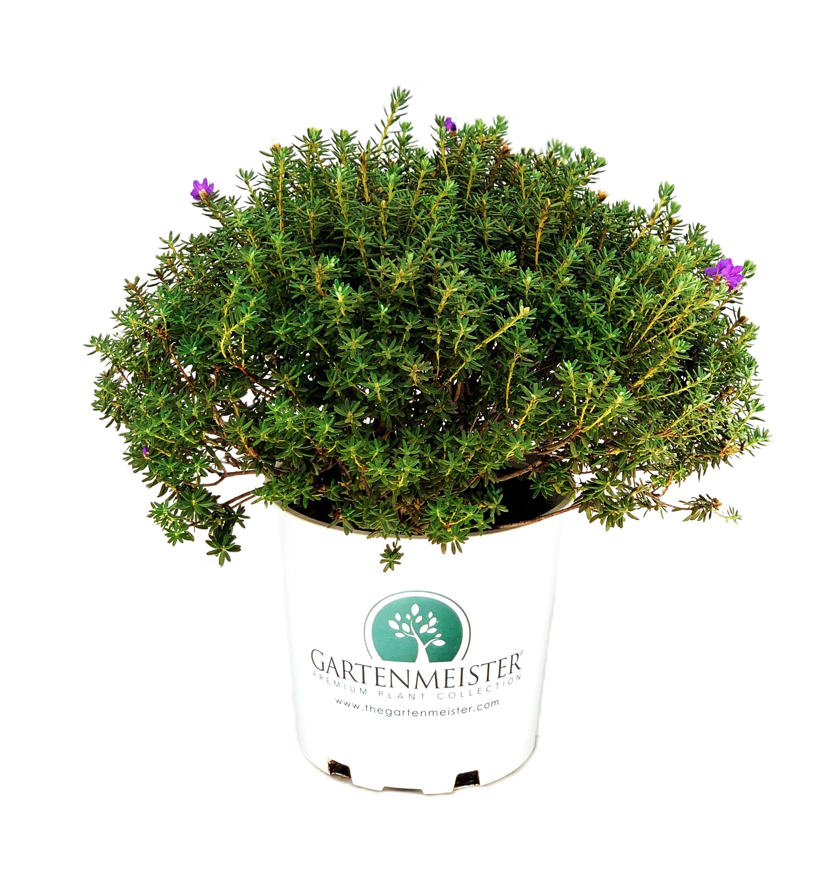  O728502 2.0 Gal.Rhododendron Impeditum Flowering Shrub in 2 -Gallon Pot 1 -Pack