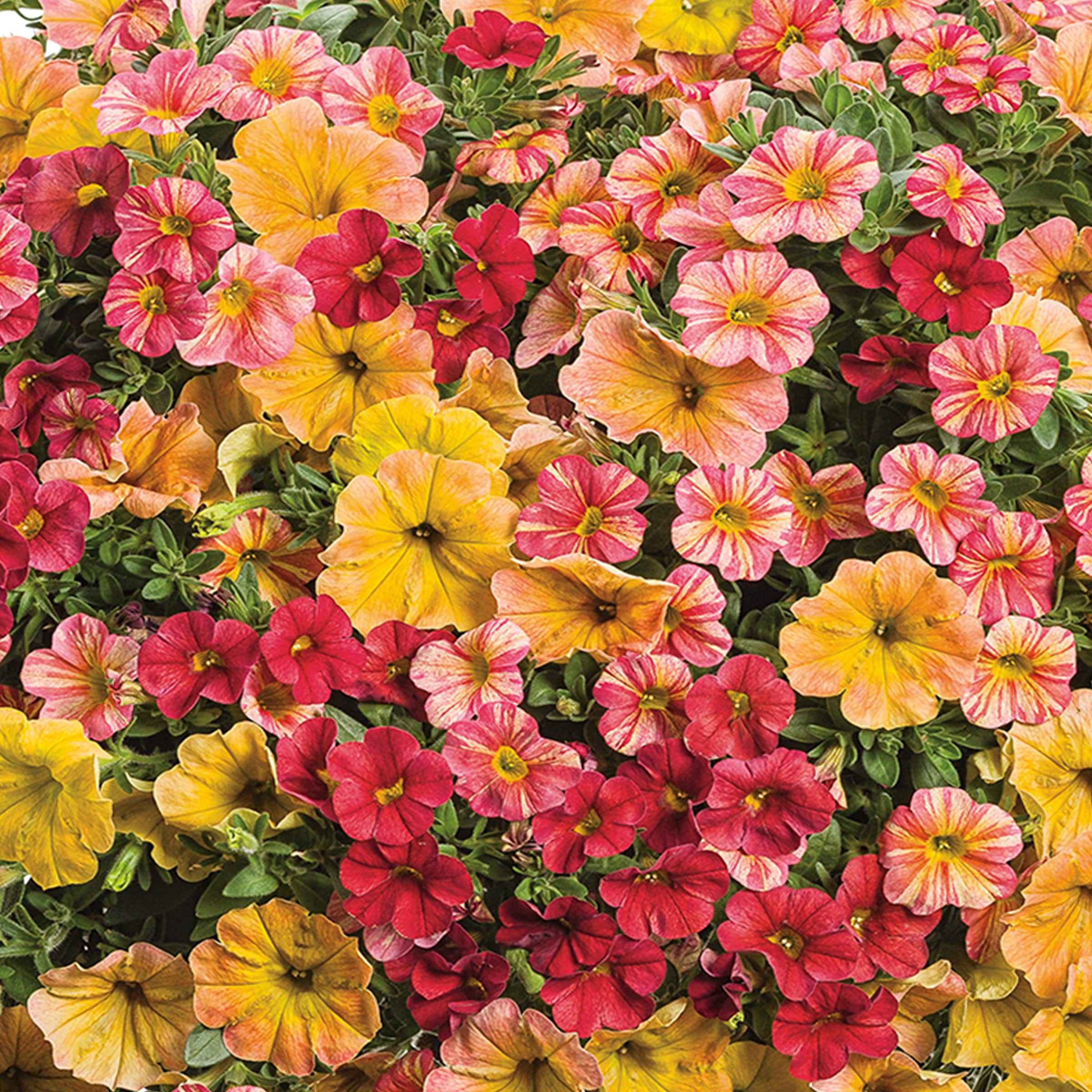 Proven Winner NURSERY annuals - View #2