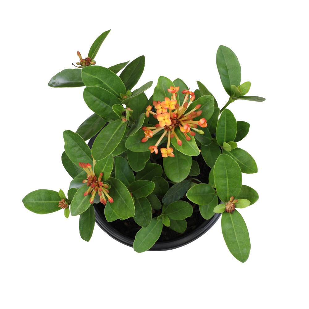 Altman Plants 0881286 shrubs - View #3