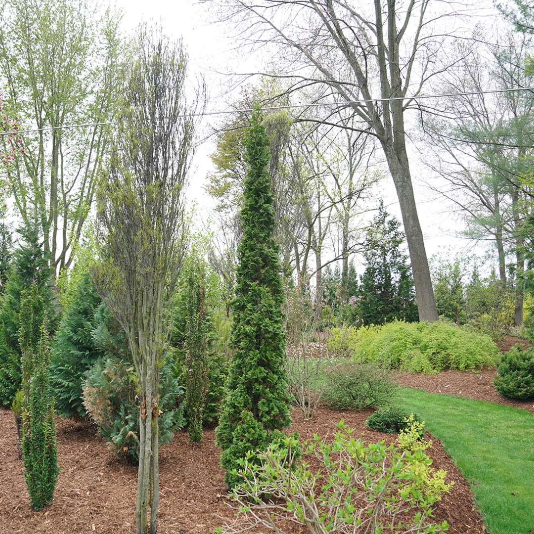 Proven Winners THJPRC1086101 shrubs - View #2