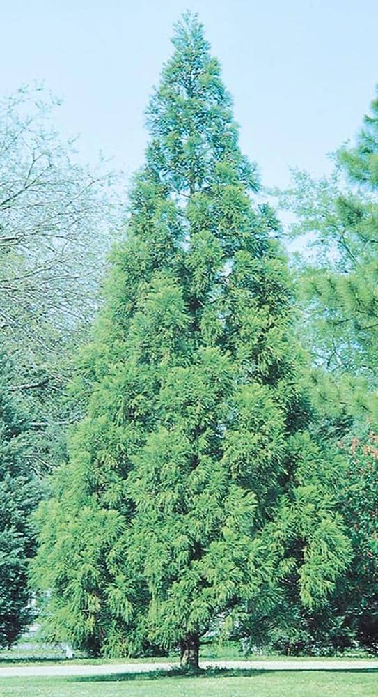 Lowe's 10.25-Gallon Feature Cryptomeria In Pot (With Soil) in the 
