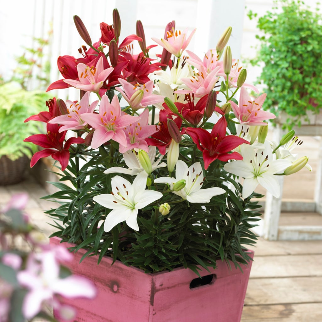 Van Zyverden 83676 Multicolor Lilies Sorbet Patio Container Blend Bulbs 7.0 Count
