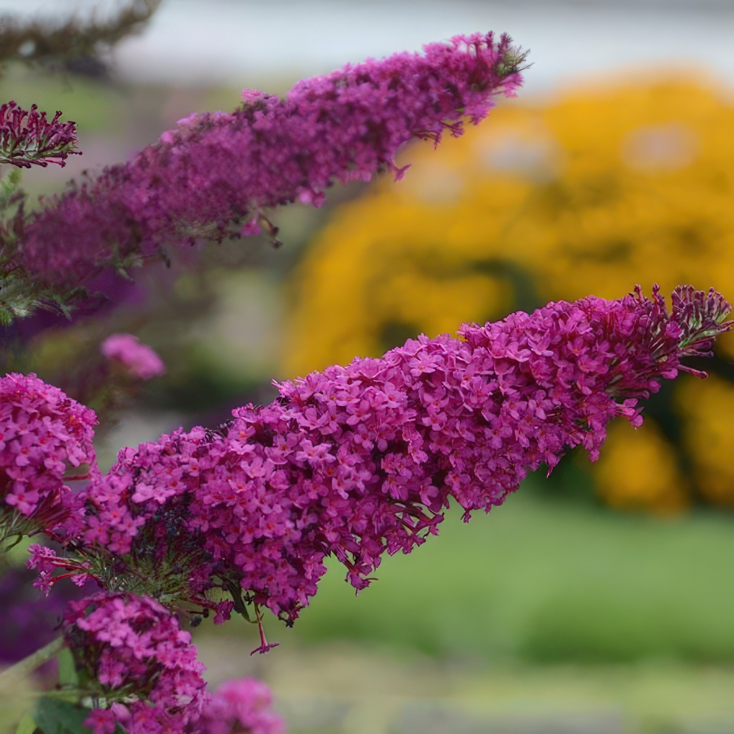 National Plant Network LW3475A perennials - View #2