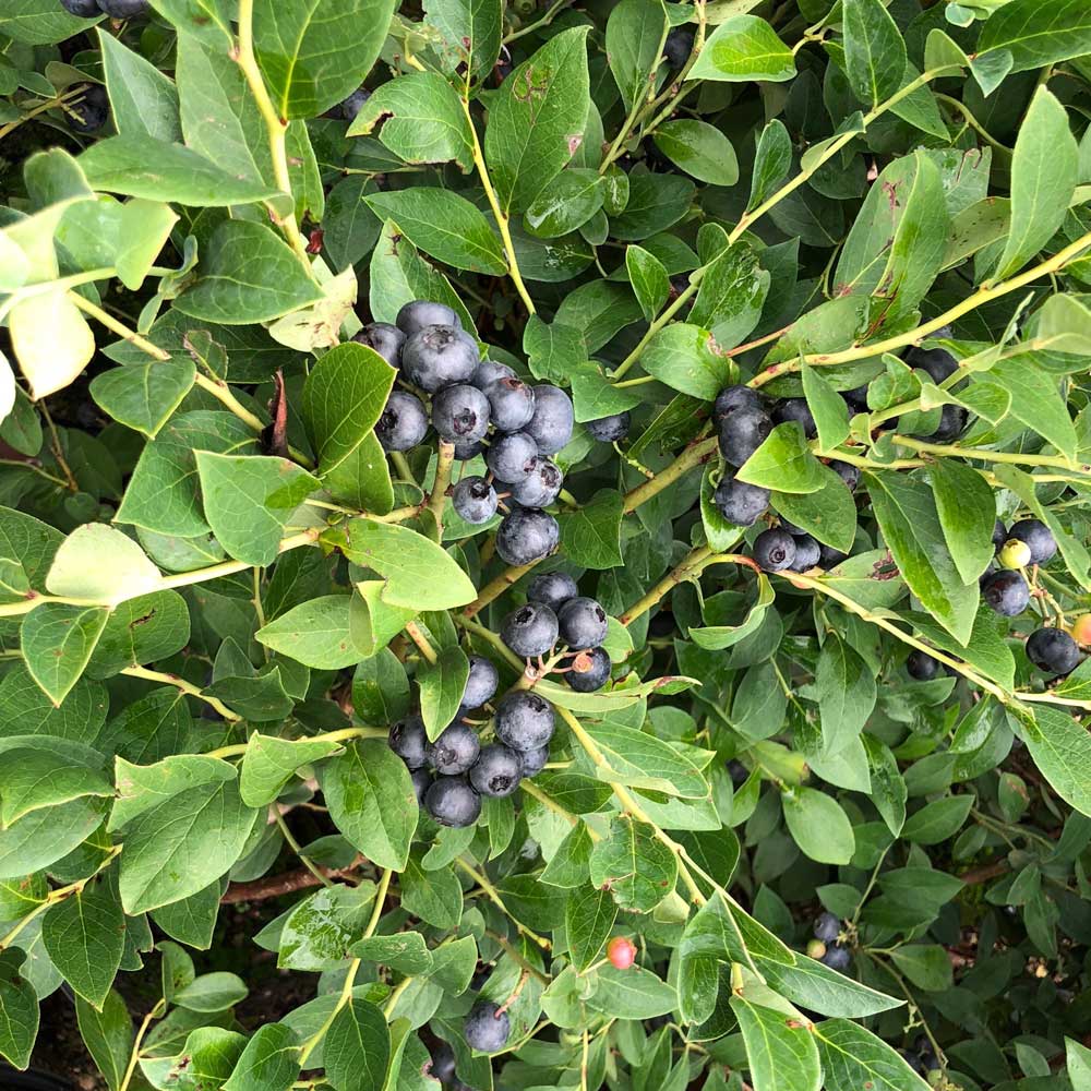 Southern Living Plant Collection 56512-1 1 -Pack Blueberry Plant in Pot Winter to Spring