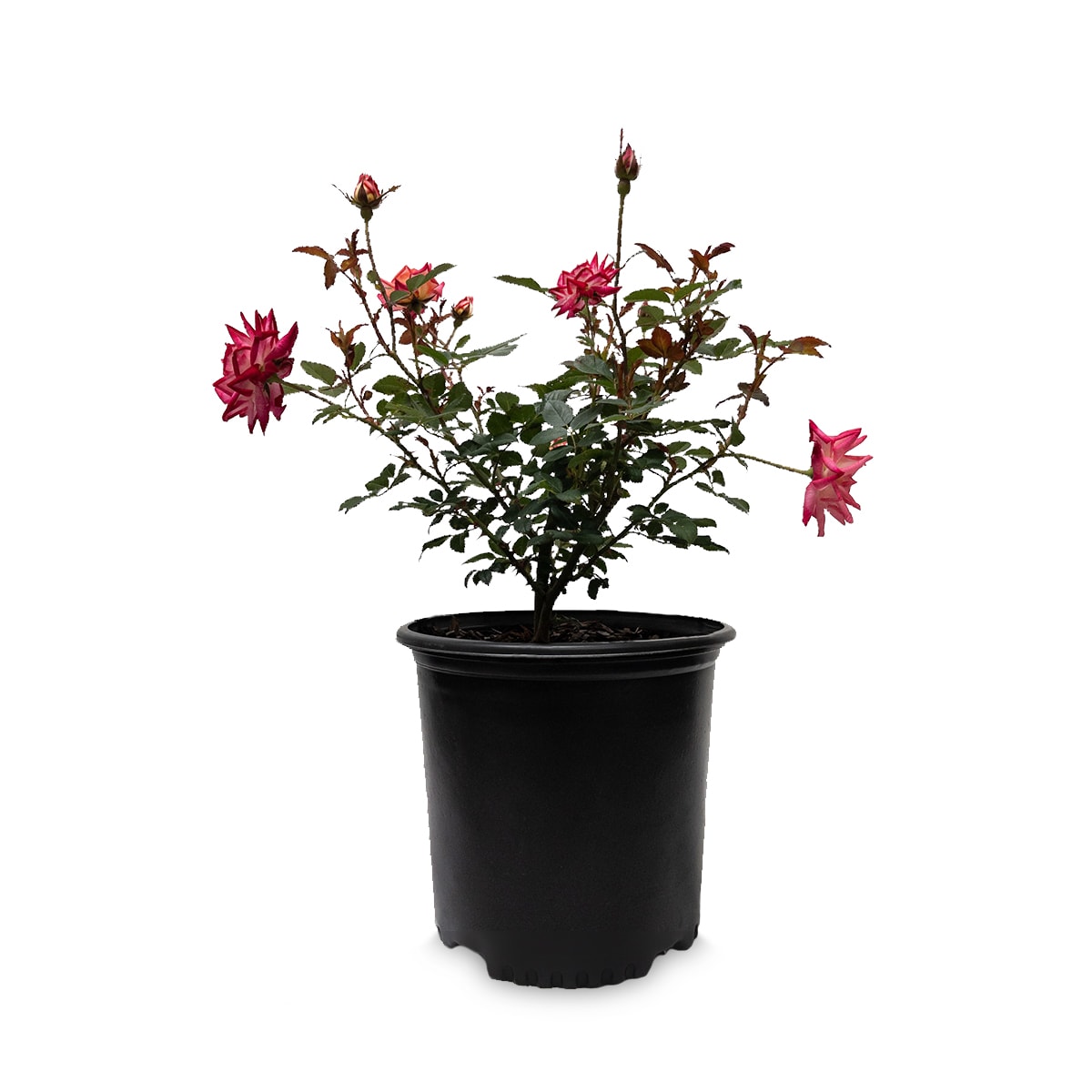 Lowe's Rose Shrub in 2.25-Gallon (s) 62163FL at Lowes.com