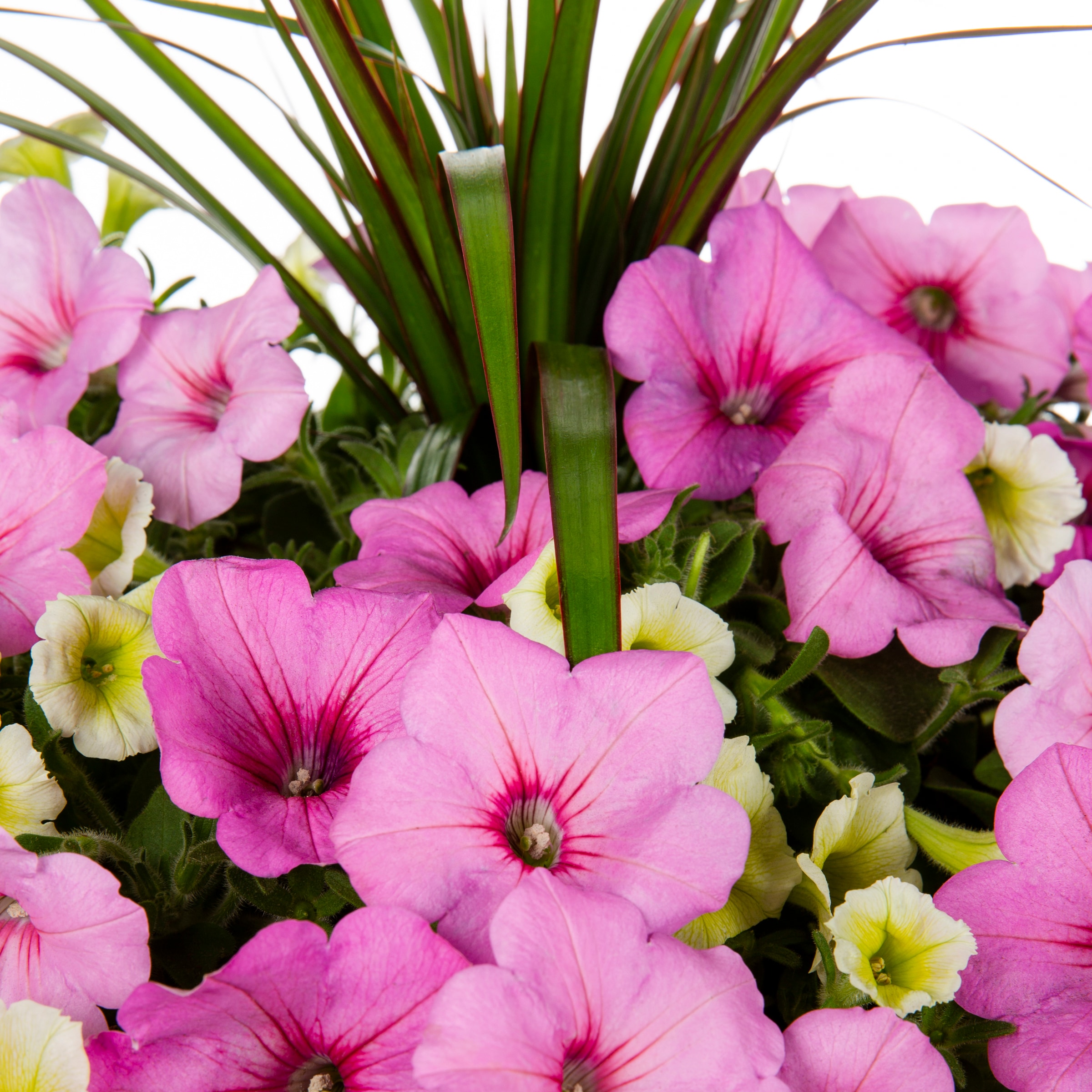 Lowe's 2806628 annuals - View #2