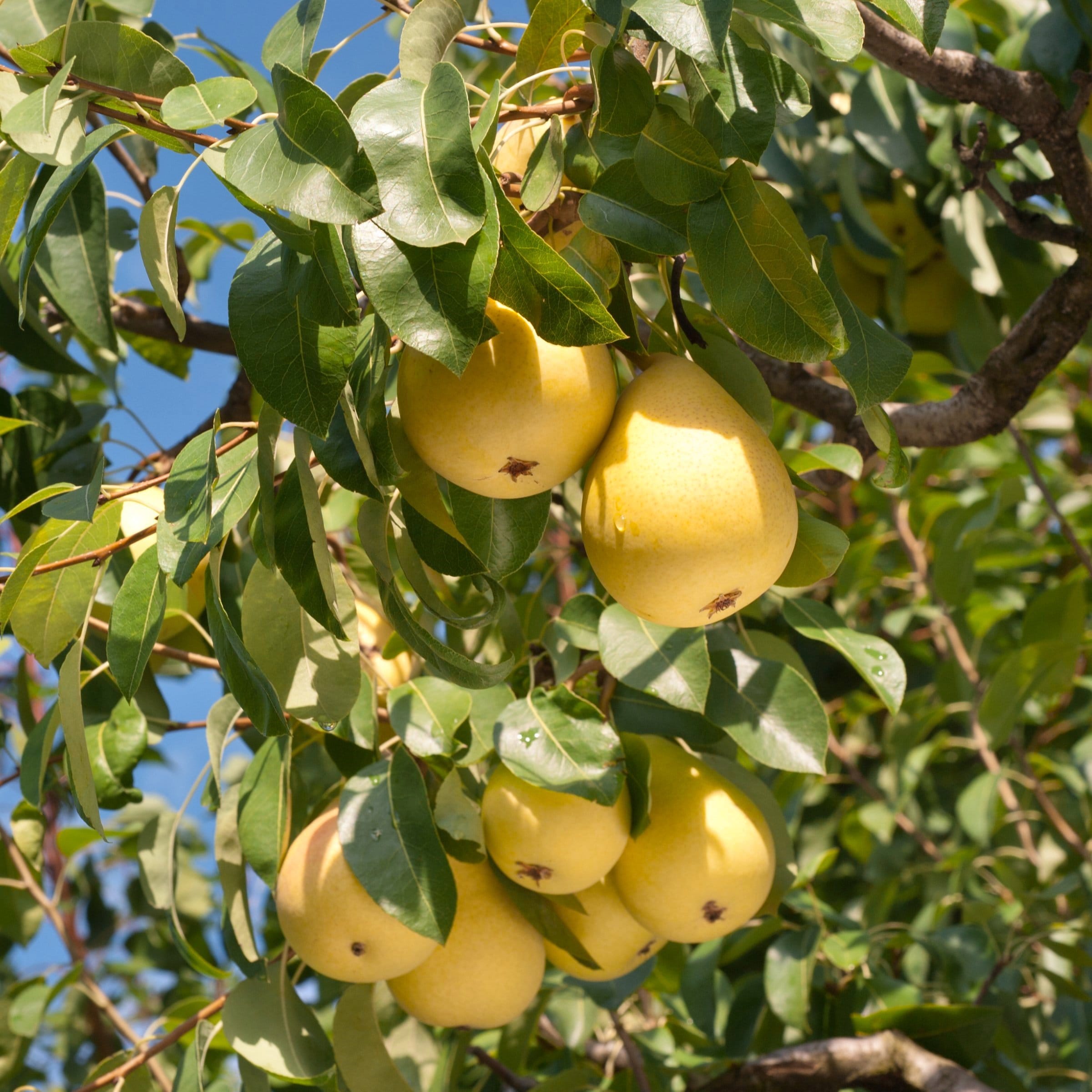 pear trees