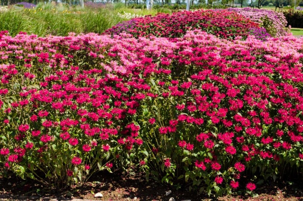 Spring Hill Nurseries 74187 perennials - View #4