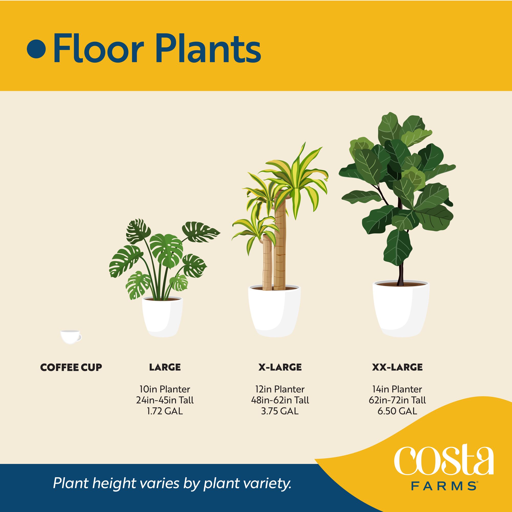 Costa Farms L-HBB-G-POT-01-LW shrubs - View #9