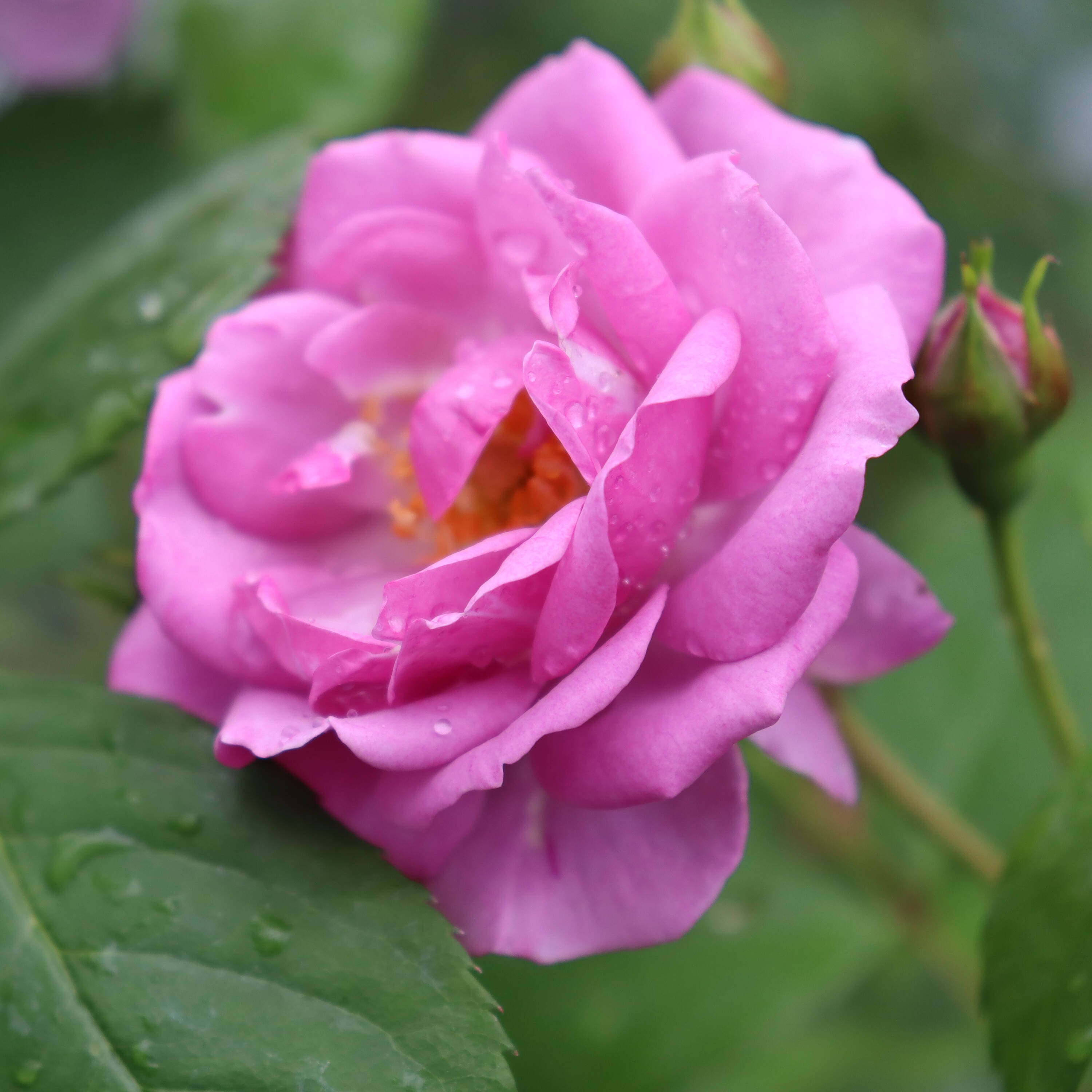 Proven Winners ROSPRC2306101 shrubs - View #4