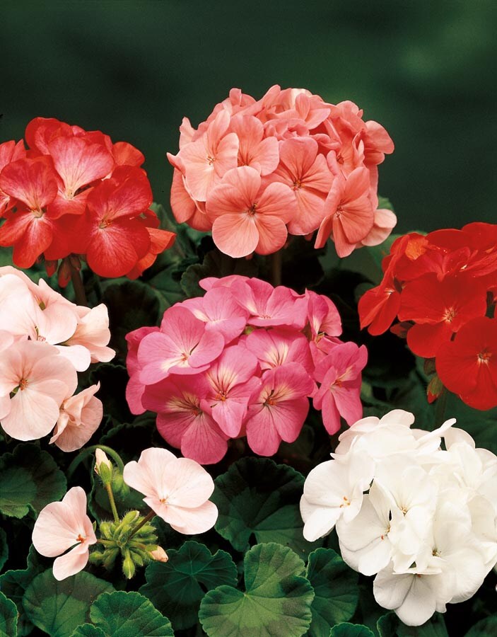 Lowe's NURSERY Multicolor Geranium Zonal in 1.15 Gallon(s) Planter