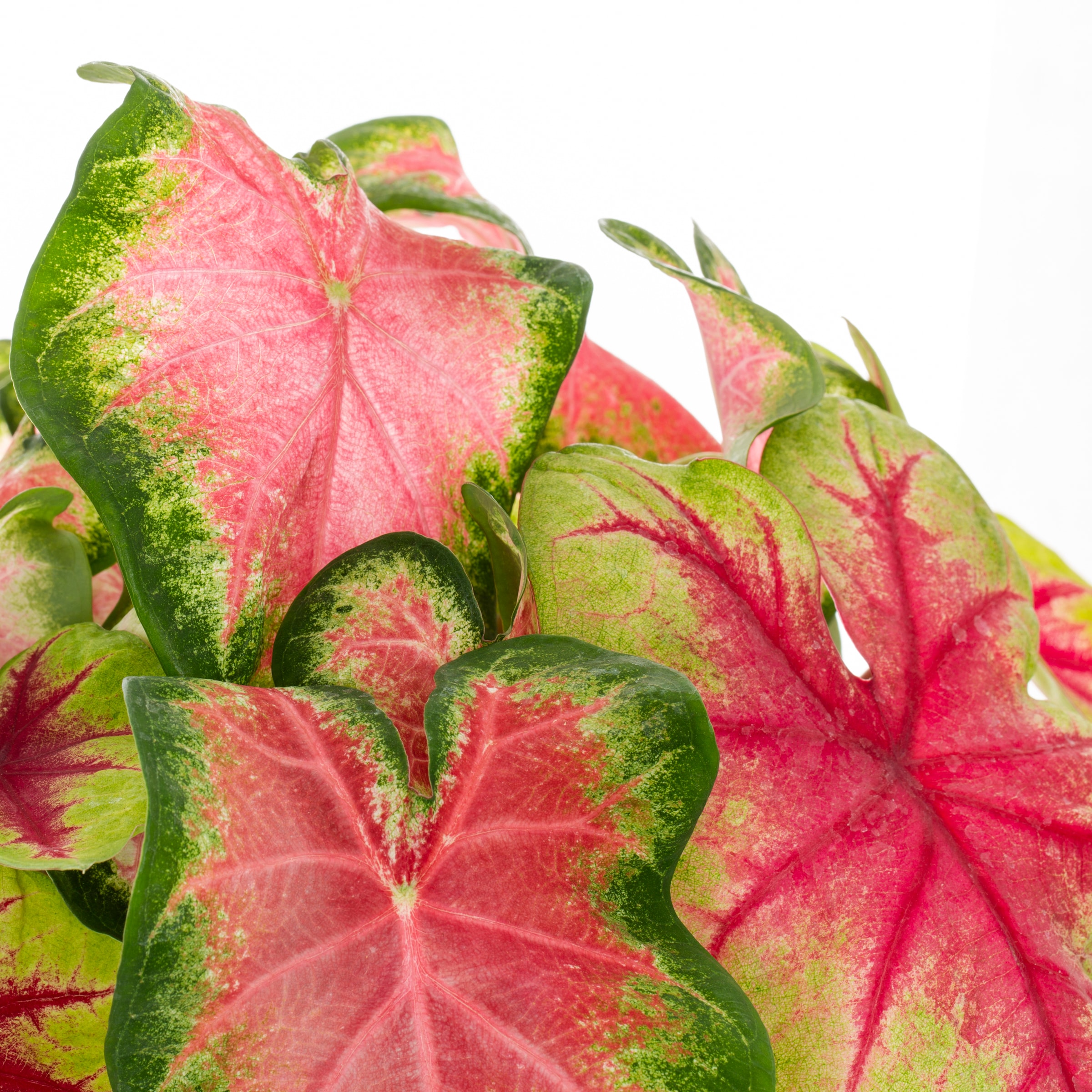 Lowe's NURSERY annuals - View #2