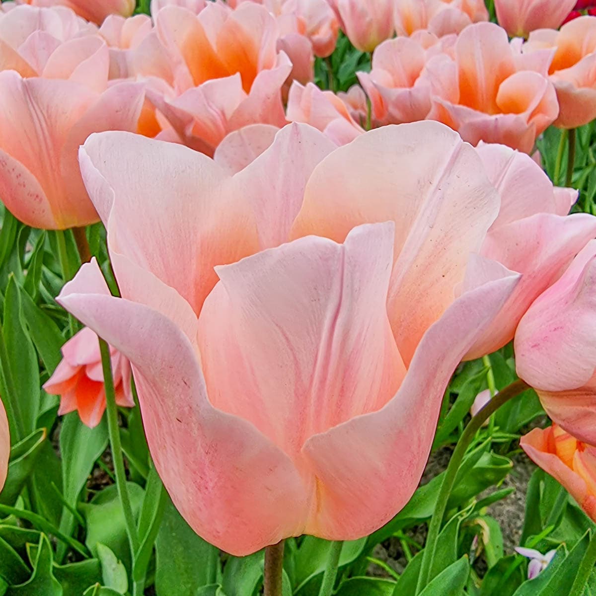 Breck's 91892 Plant-Bulbs - View #2