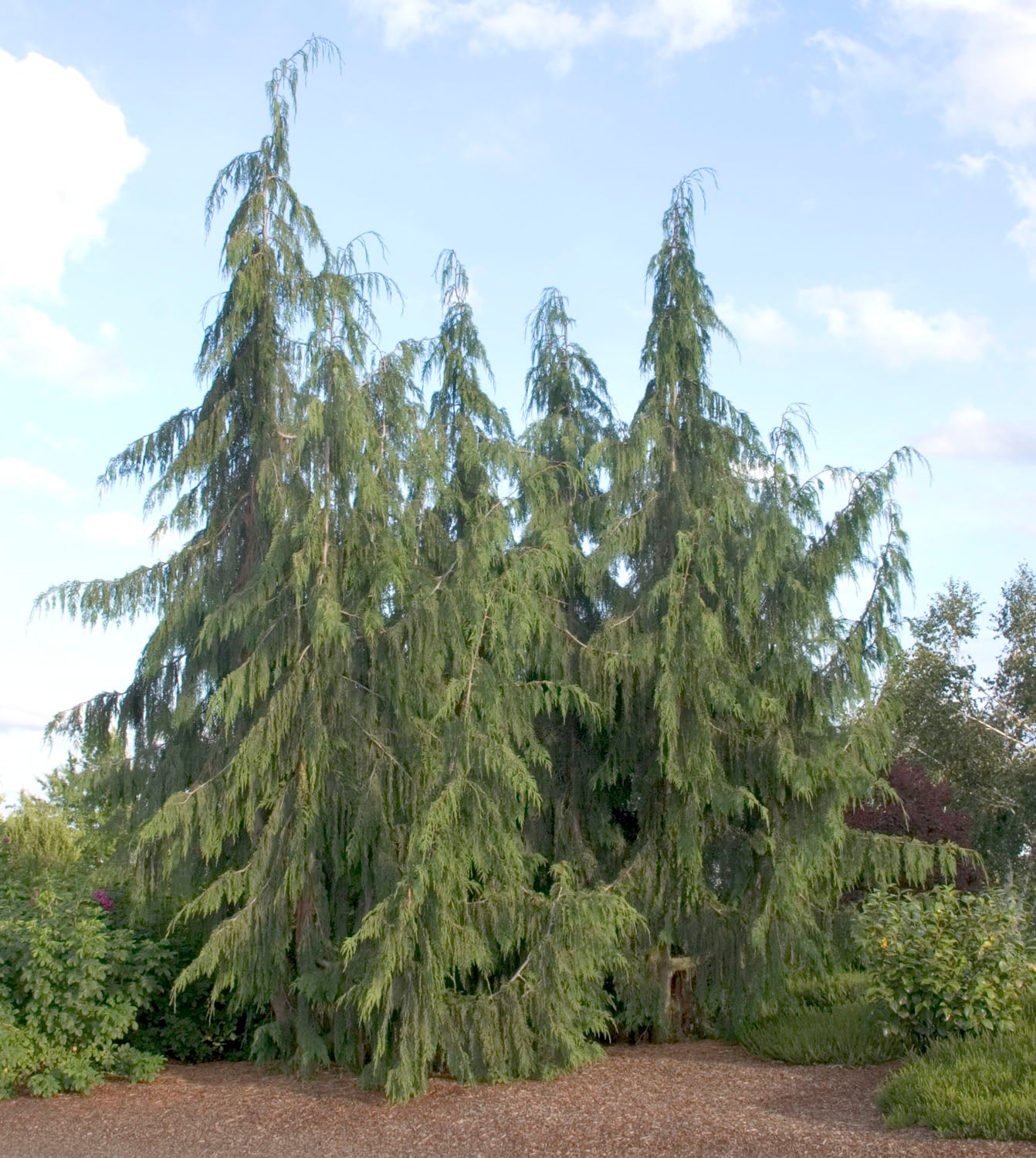 Weeping Nootka Cypress Plants, Bulbs & Seeds at Lowes.com