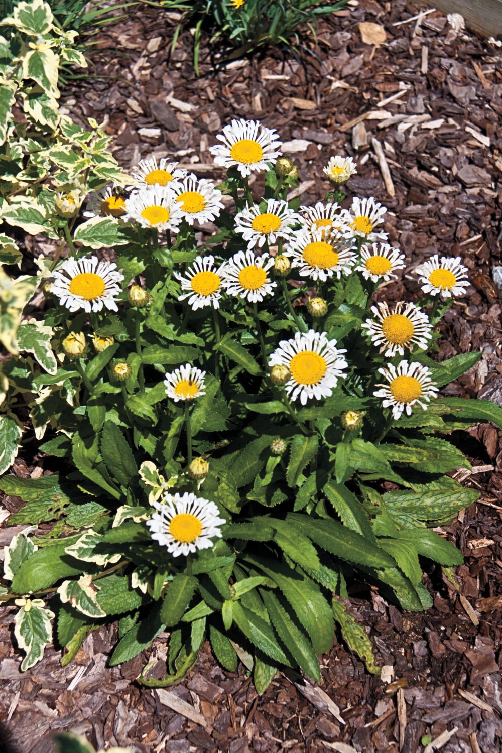 Direct Gardening 96985 perennials - View #3