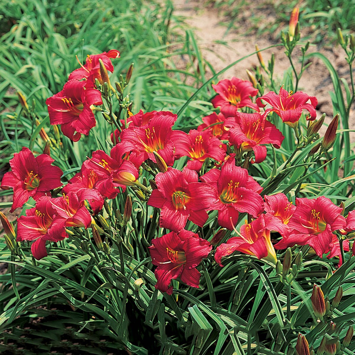 Breck's 09199 perennials - View #3