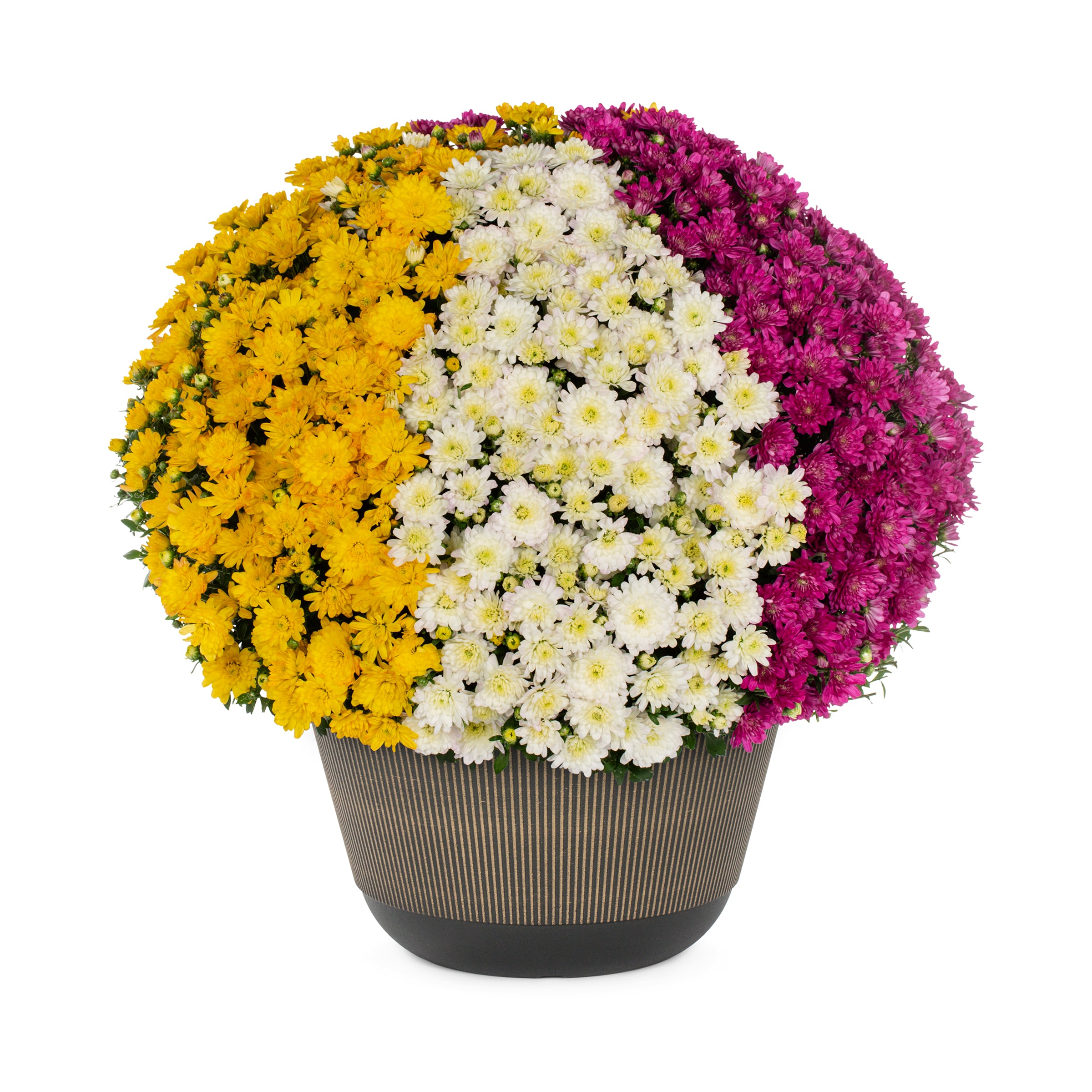 Lowe's NURSERY Multicolor Mum in 2 Gallon(s) Planter 1 -Pack