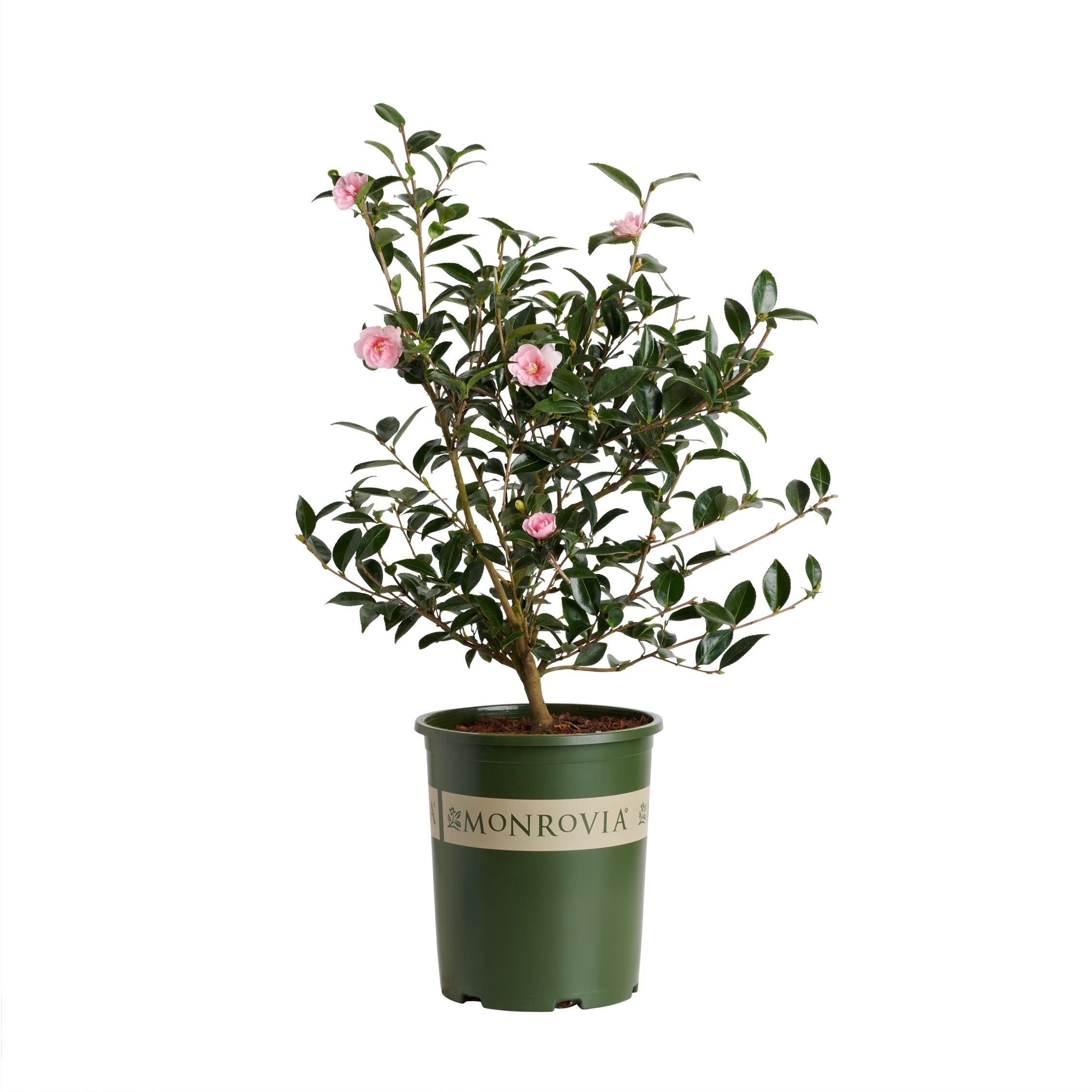 Monrovia 021665 3.58-GAL CAMELLIA JEAN MAY M
