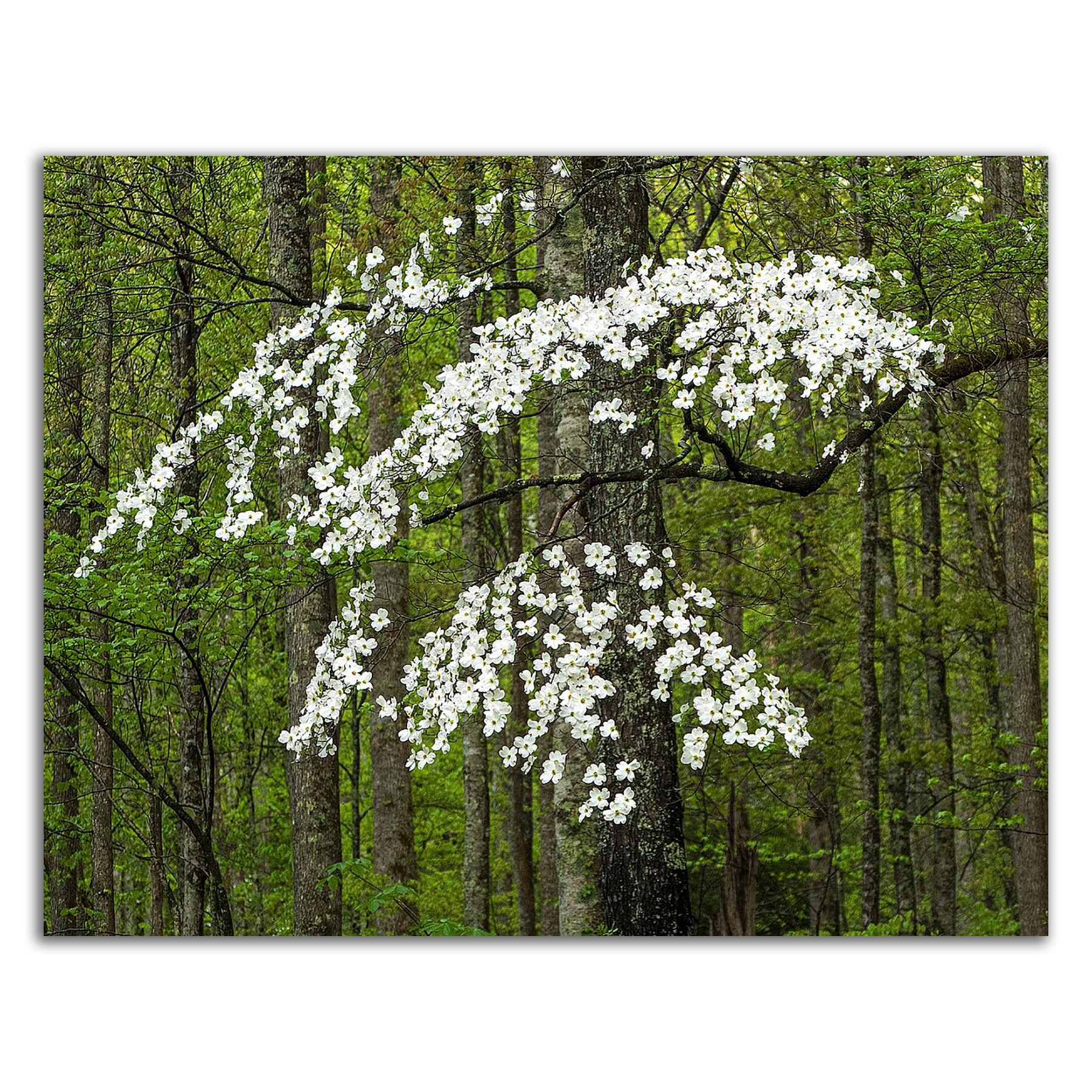 Tangletown Fine Art 8H1525DC-1814 Wall-Art - View #3