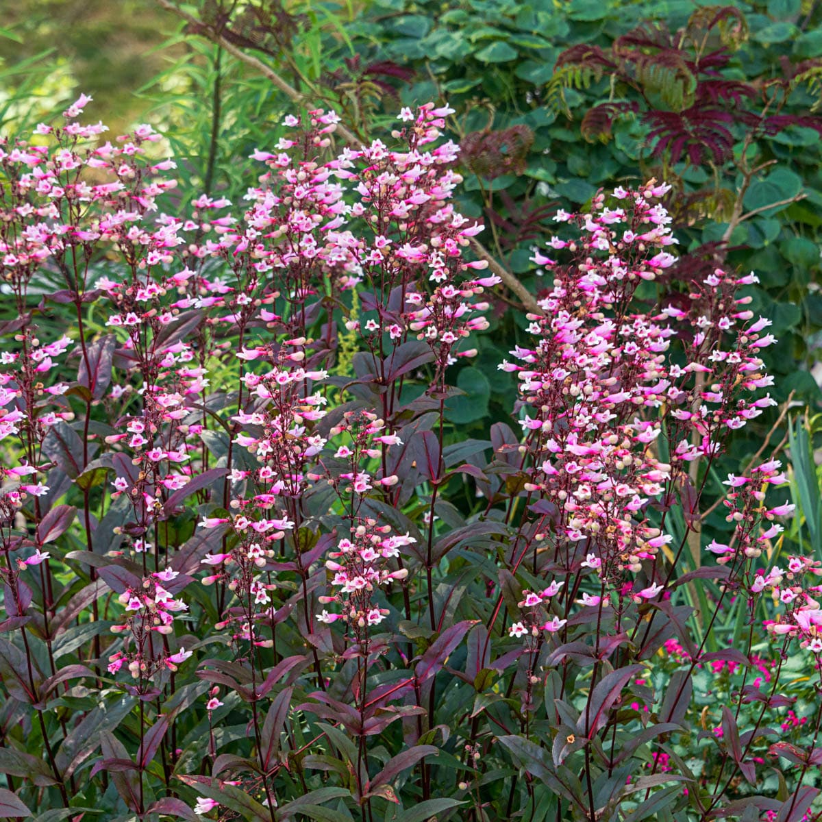 Spring Hill Nurseries 83715 Red Dakota Burgundy Bearded Tongue Perennial Plant Plant in 1 -Pack Bareroot