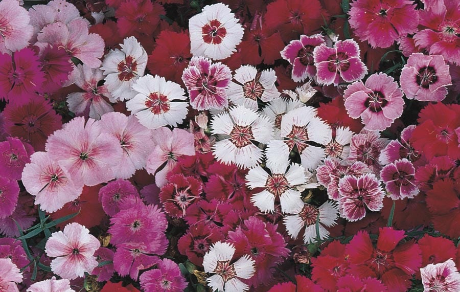 Lowe's 97779 Multicolor Dianthus in 18 -Pack