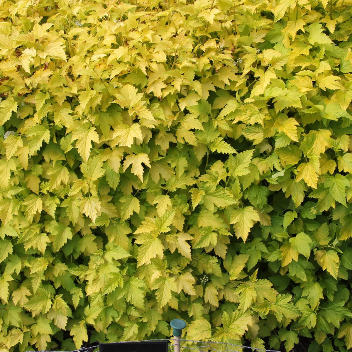 Spring Hill Nurseries 92457 Flowering Golden Ninebark Feature Shrub in 2.5 -Quart Pot 1.0 -Pack with White Blooms