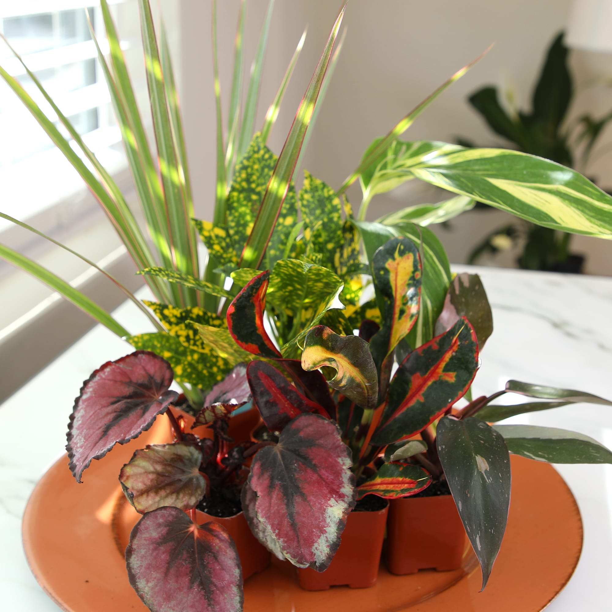 Altman Plants 0873040 hseplants - View #7