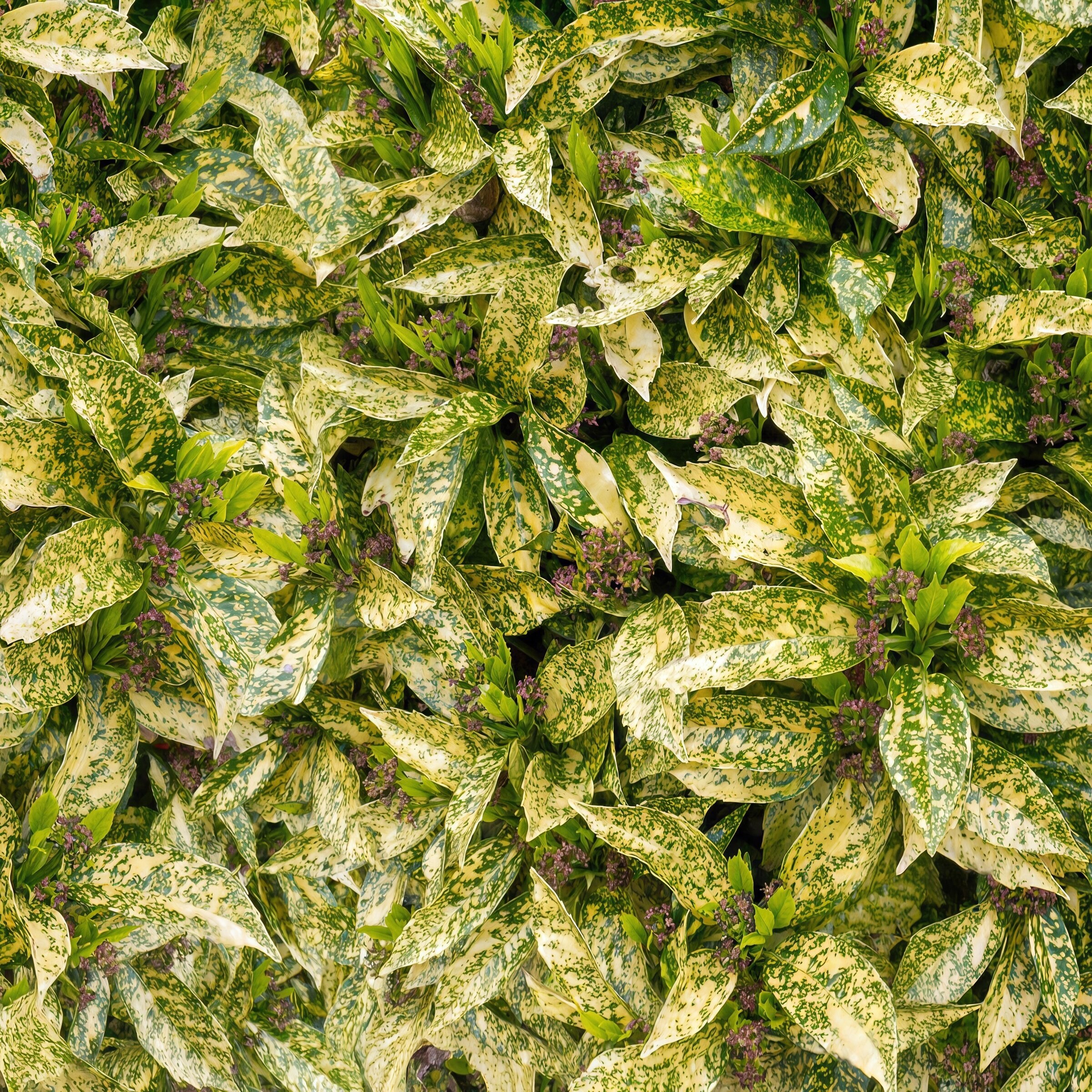 National Plant Network LW2671 annuals - View #5