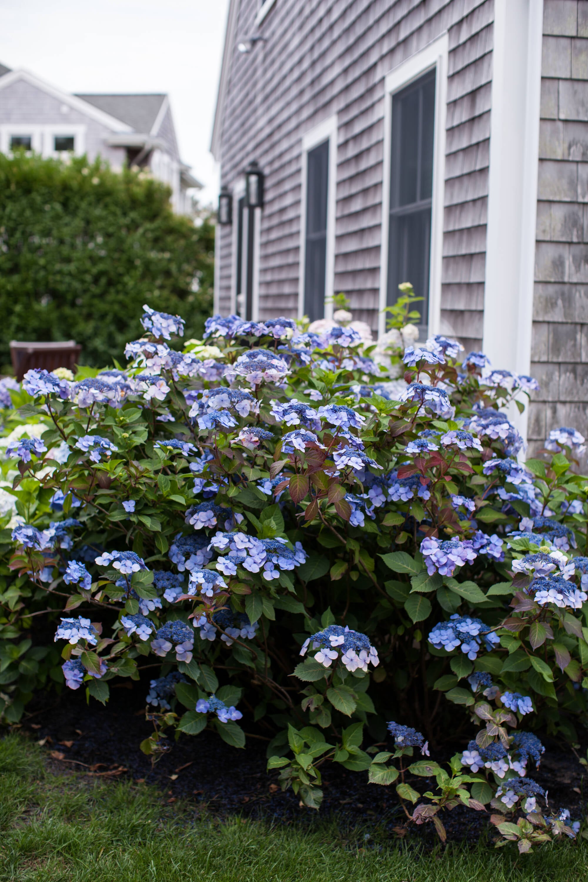 Twist-n-Shout® Reblooming Hydrangea