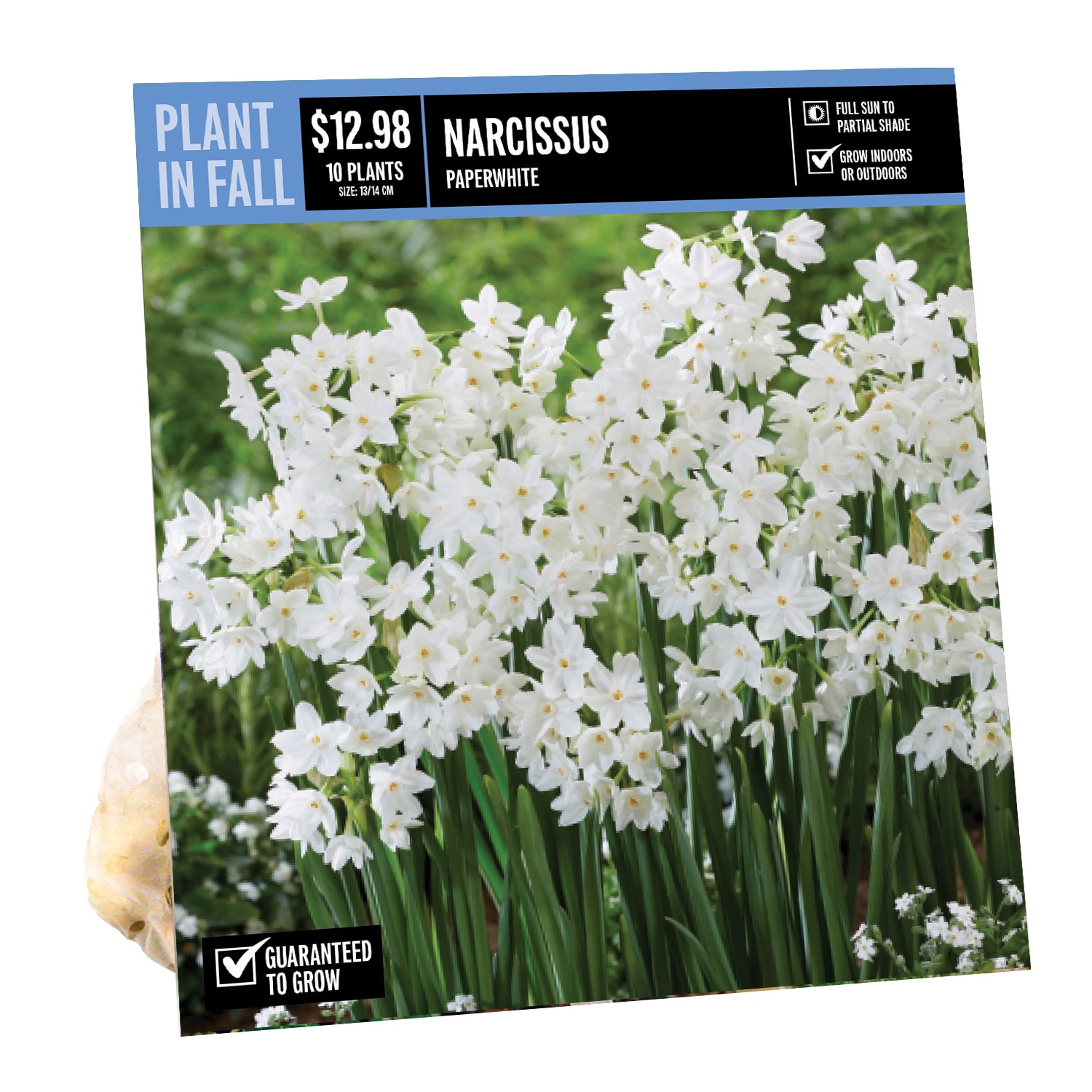  40657P PAPERWHITE PBS