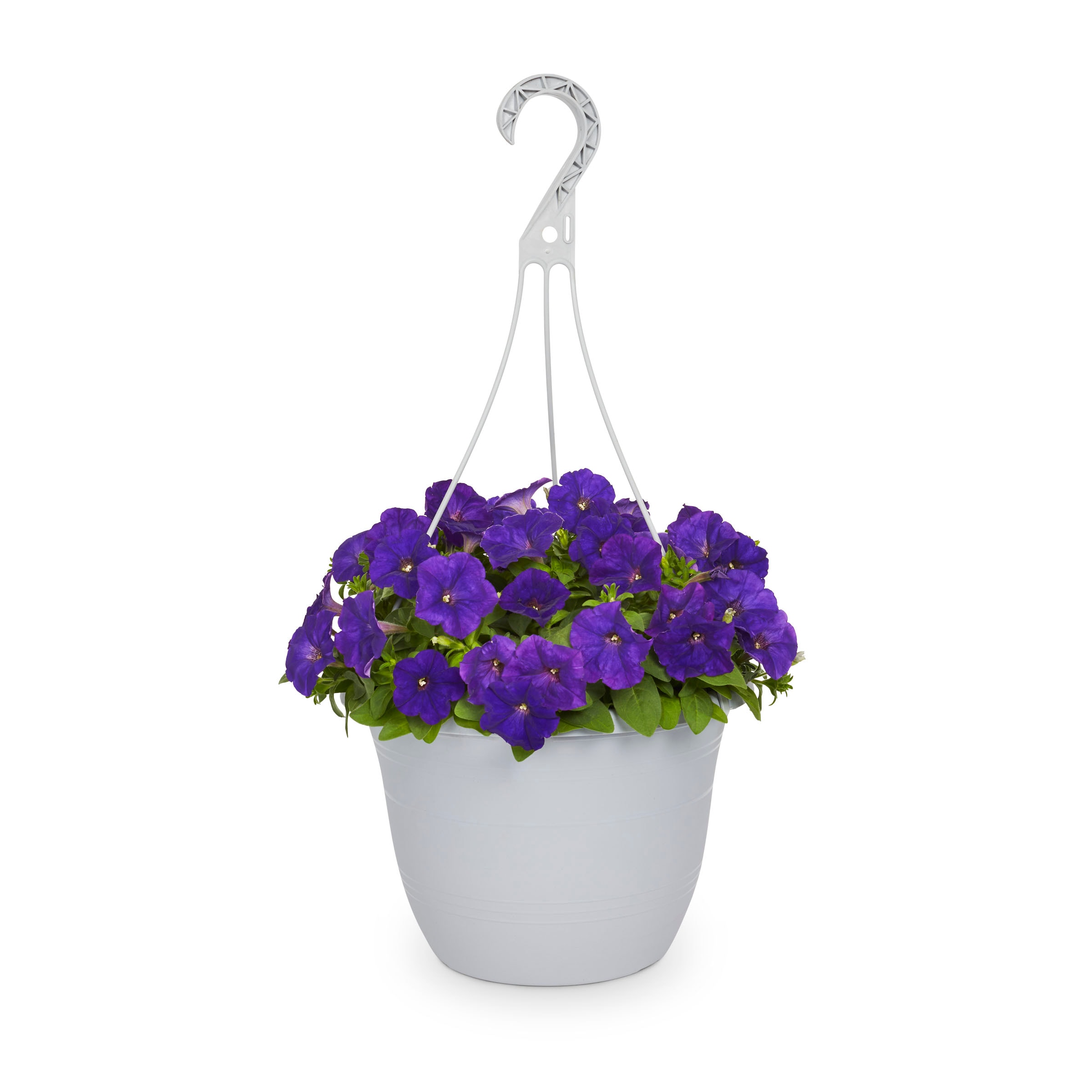 Lowe's Multicolor Petunia In 1.5-gallon (s) Hanging Basket In The 