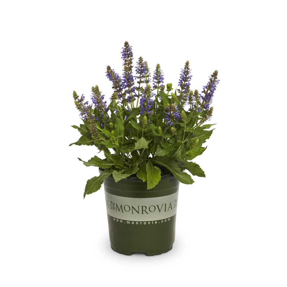 Monrovia NURSERY Blue Salvia in 1 Gallon(s) Pot 1 -Pack