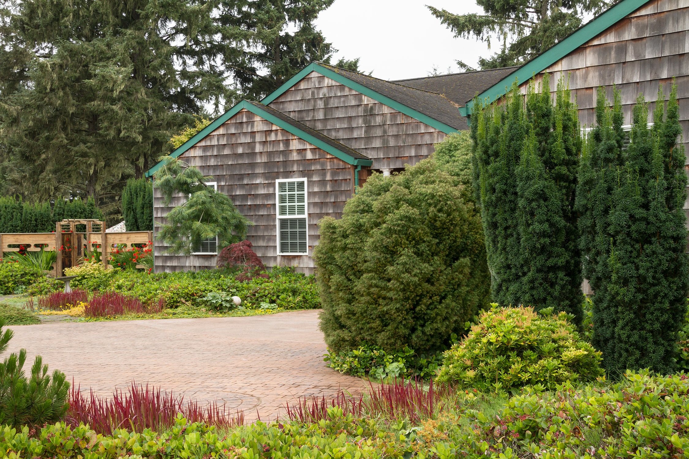 Monrovia Hicks Yew Screening Shrub In 173 Gallon Pot In The Shrubs