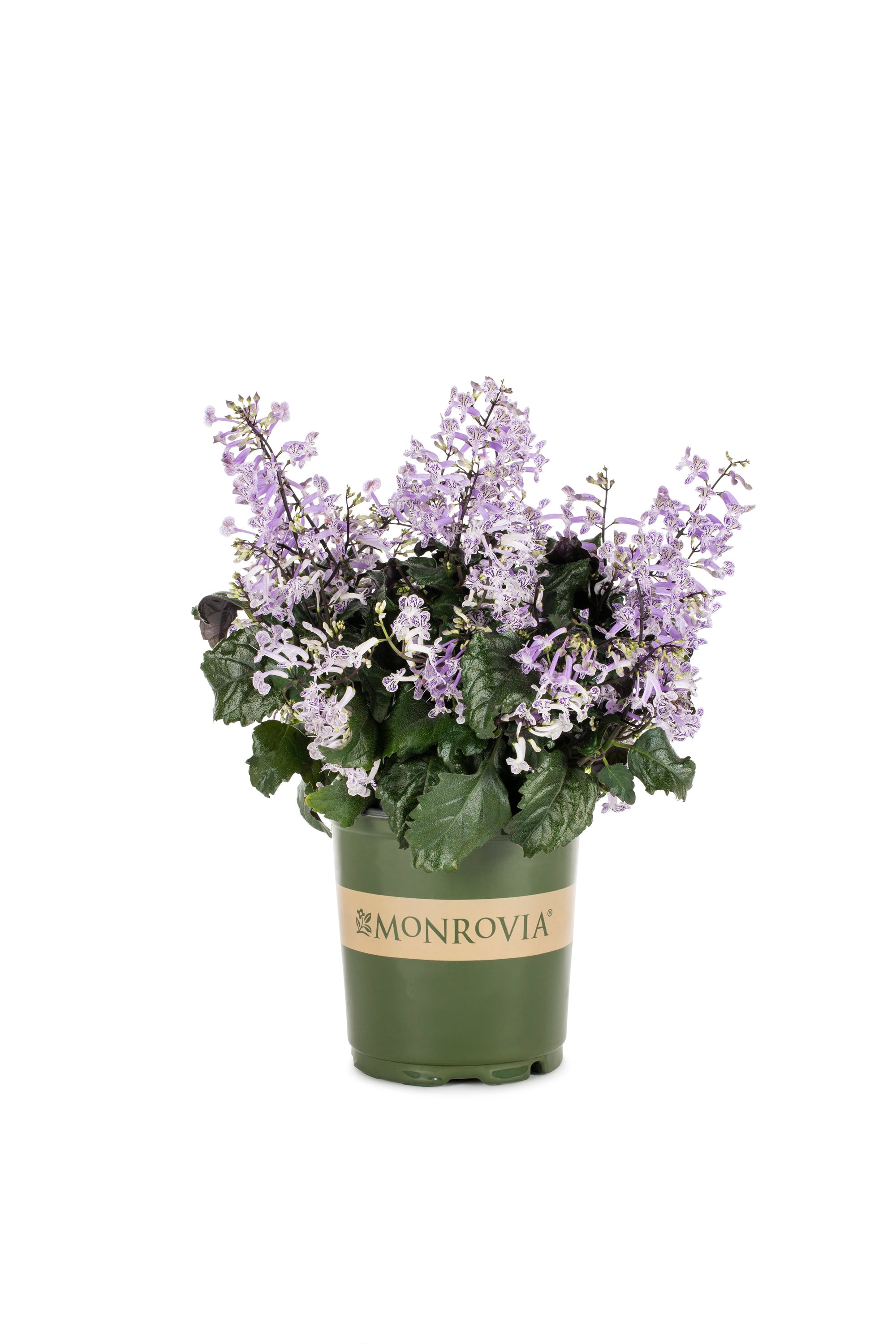 Monrovia 4344 annuals - View #4