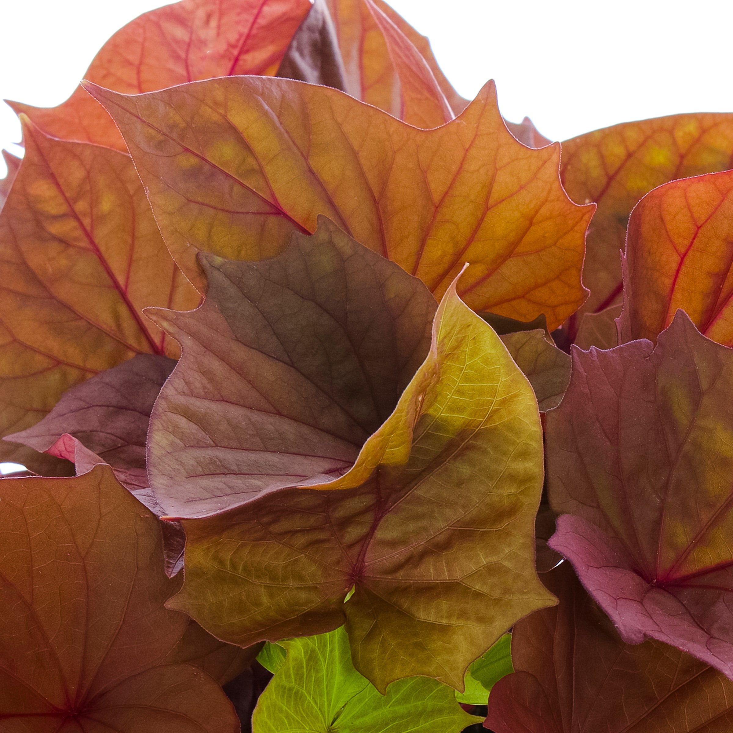 Lowe's 62272 annuals - View #2