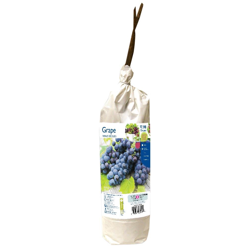 Lowe's 23448P Green Grape Venus Bulbs 1 Count
