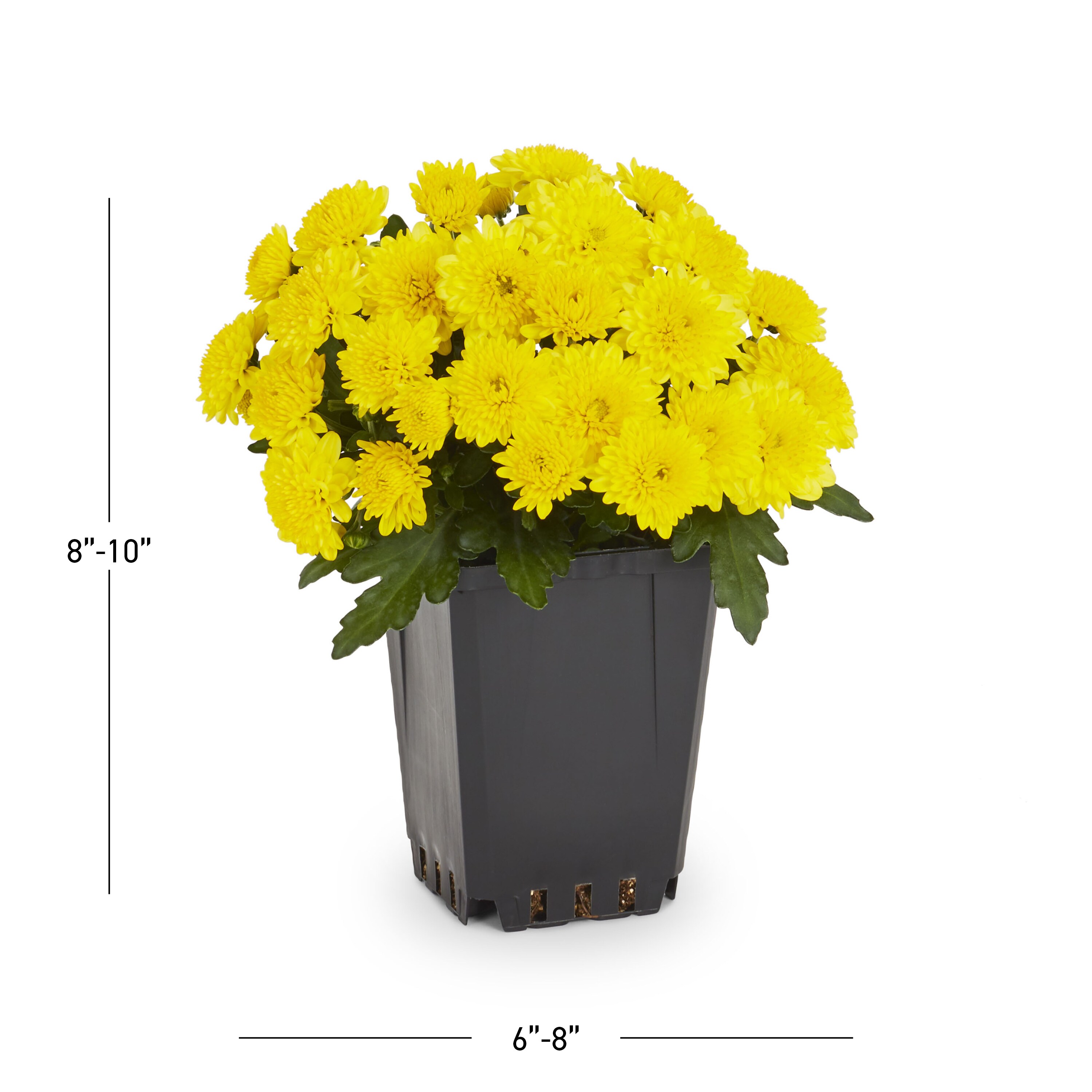 Lowe's 857948 annuals - View #3