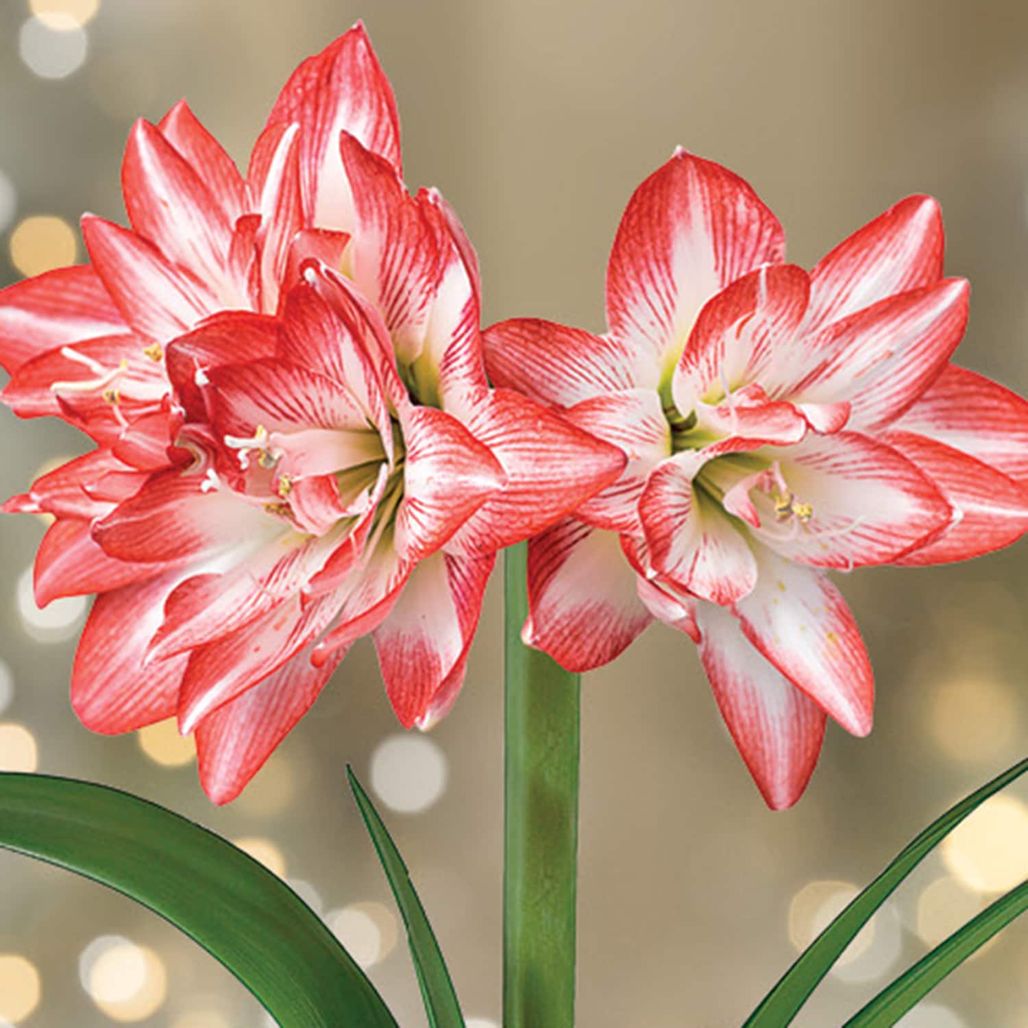 Garden State Bulb 11515 Amaryllis Blossom Peacock 1CT - Bulk PBS