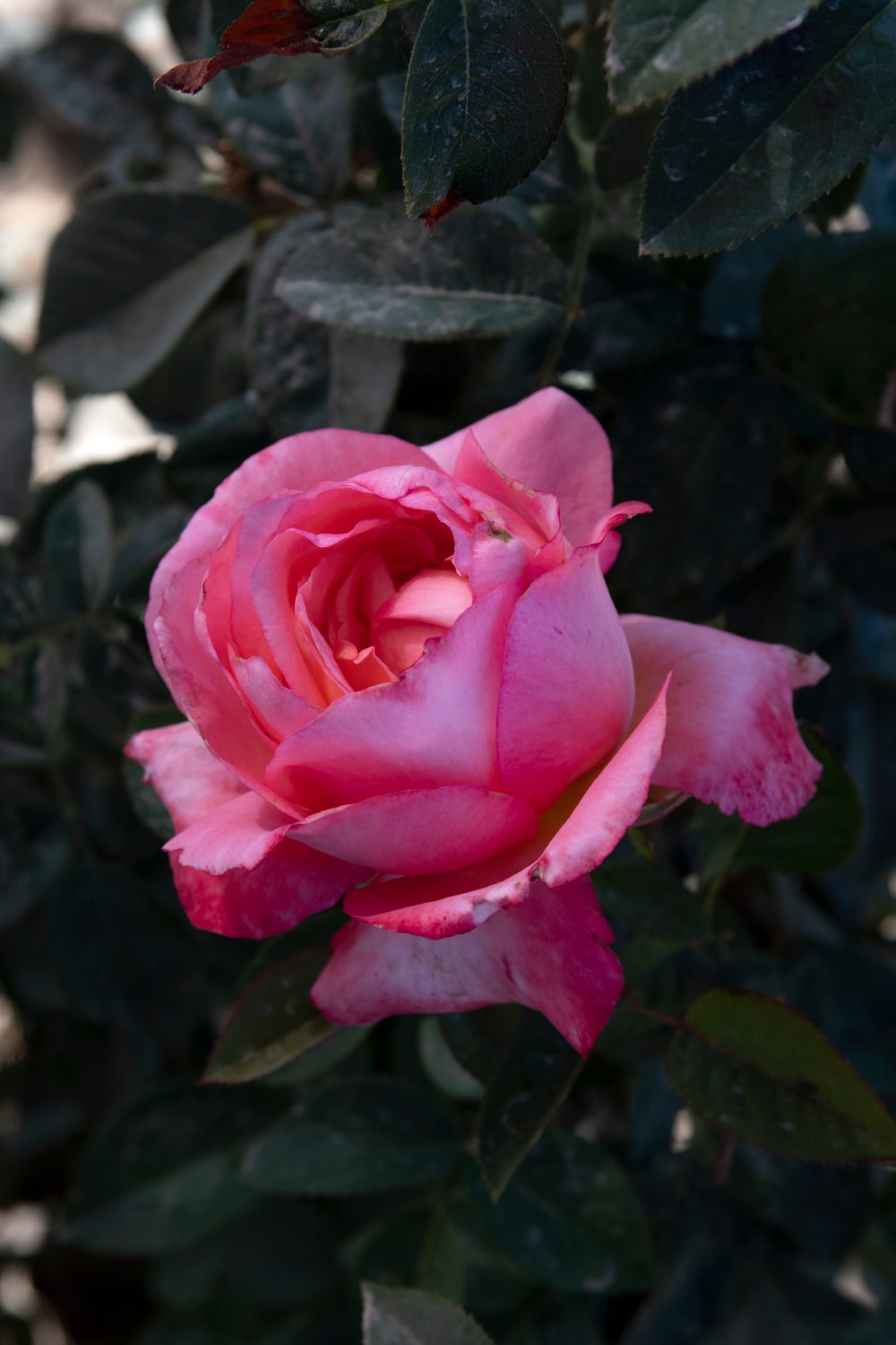 Spring Hill Nurseries 93479 roses - View #3