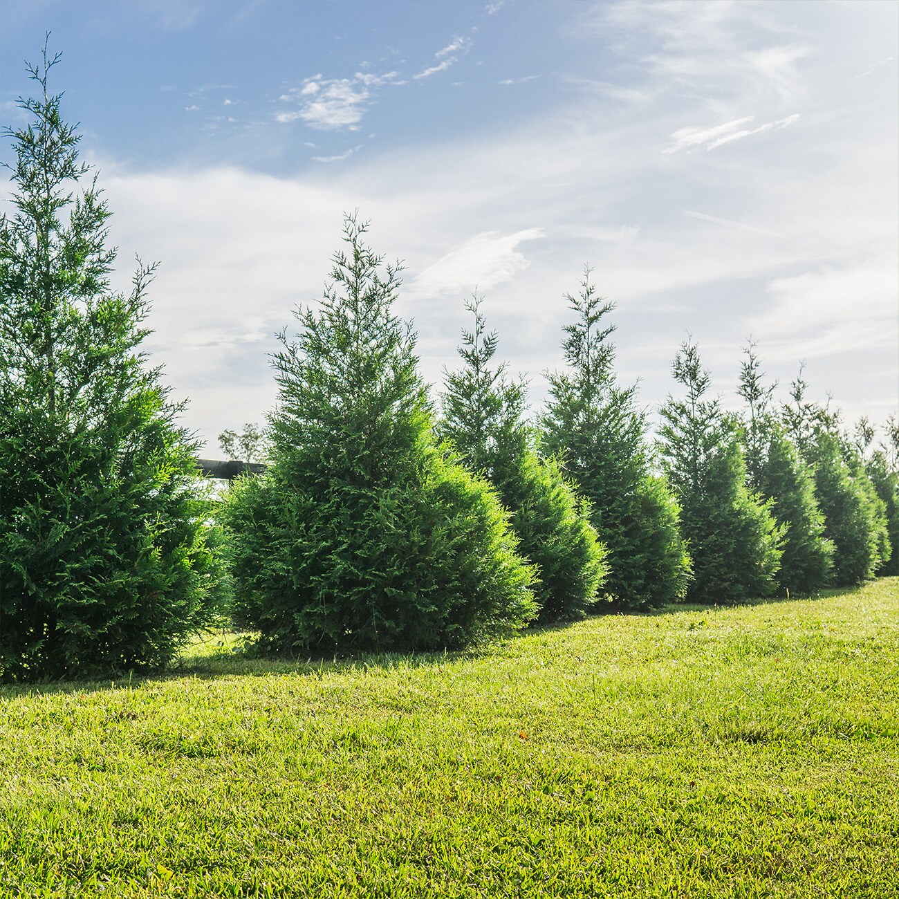 Perfect Plants LOTHUJAGREENGNT1-2FT trees - View #5