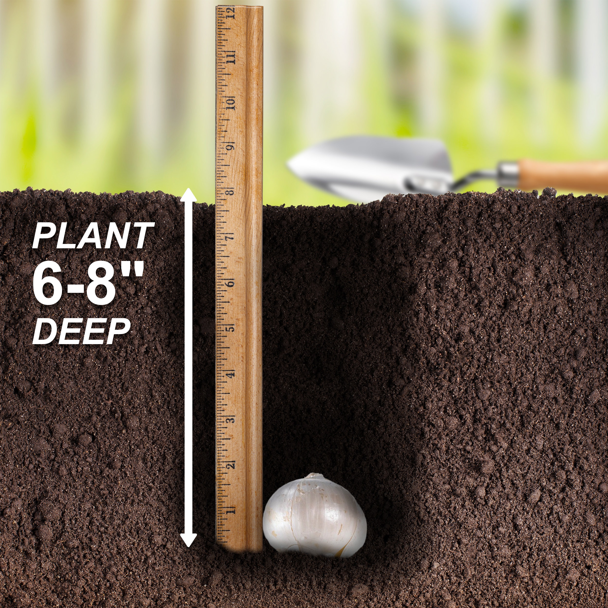 Garden State Bulb ECF-02-30 Plant-Bulbs - View #3