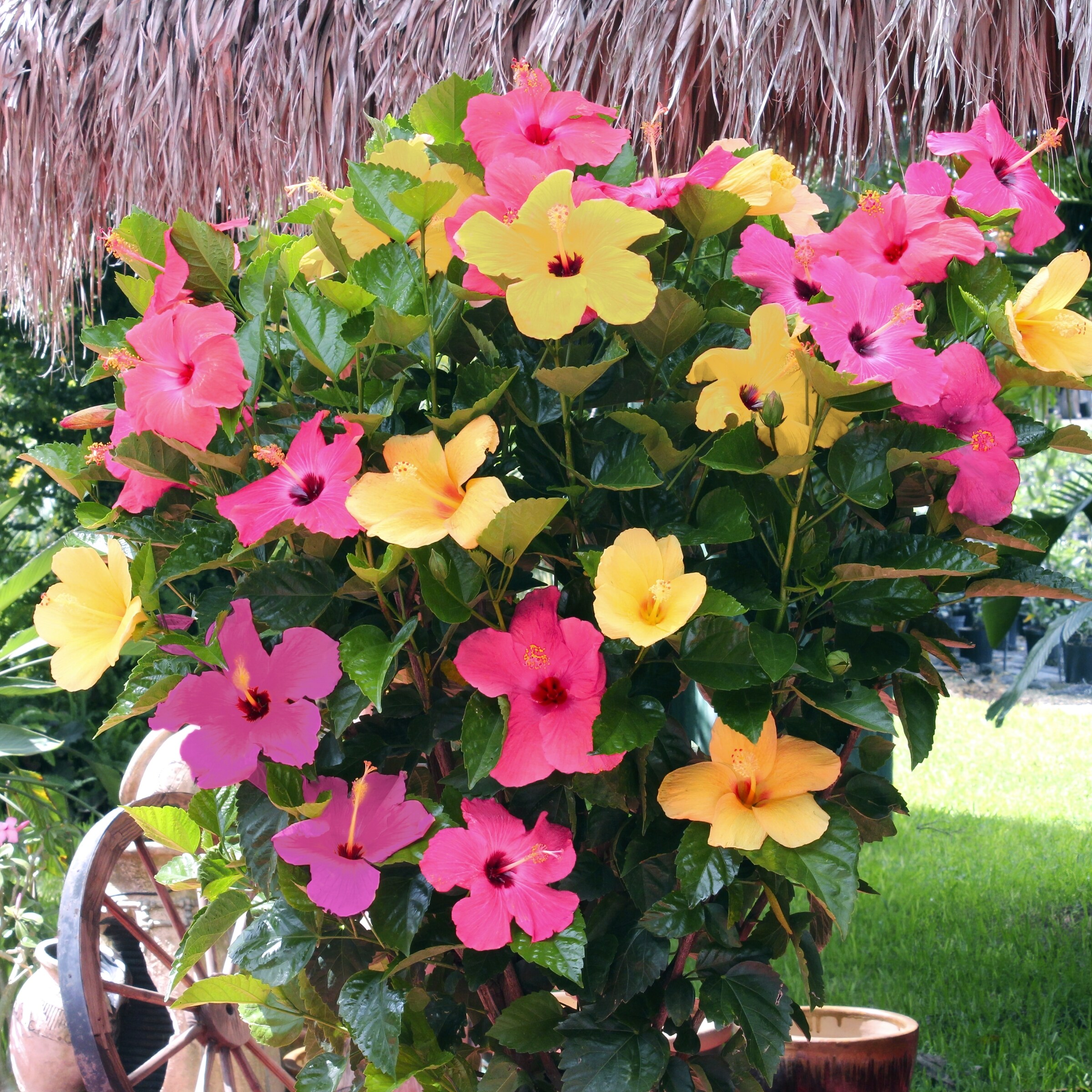 National Plant Network LW1538 annuals - View #2